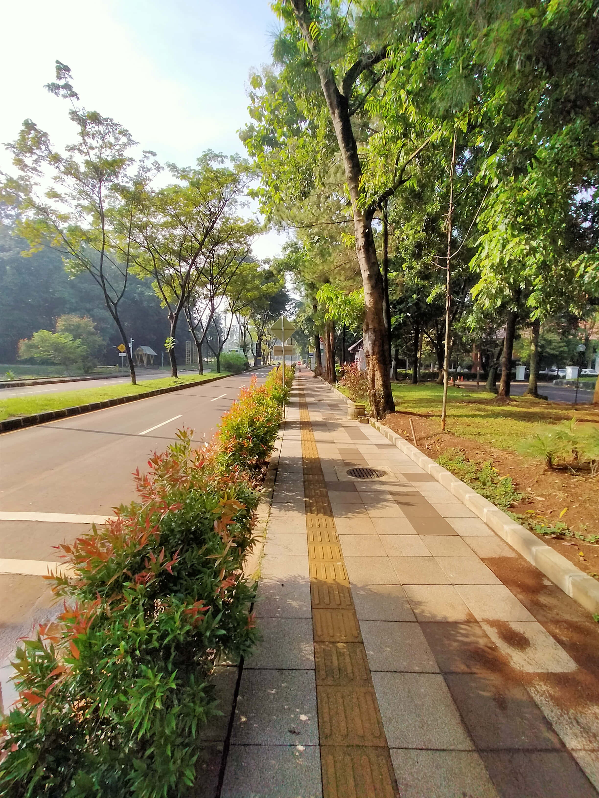 Sidewalk 桌布 壁紙 — 一條兩旁種滿樹木、設有觸覺鋪面的人行道，在明亮的日光下沿著一條寧靜的道路延伸。