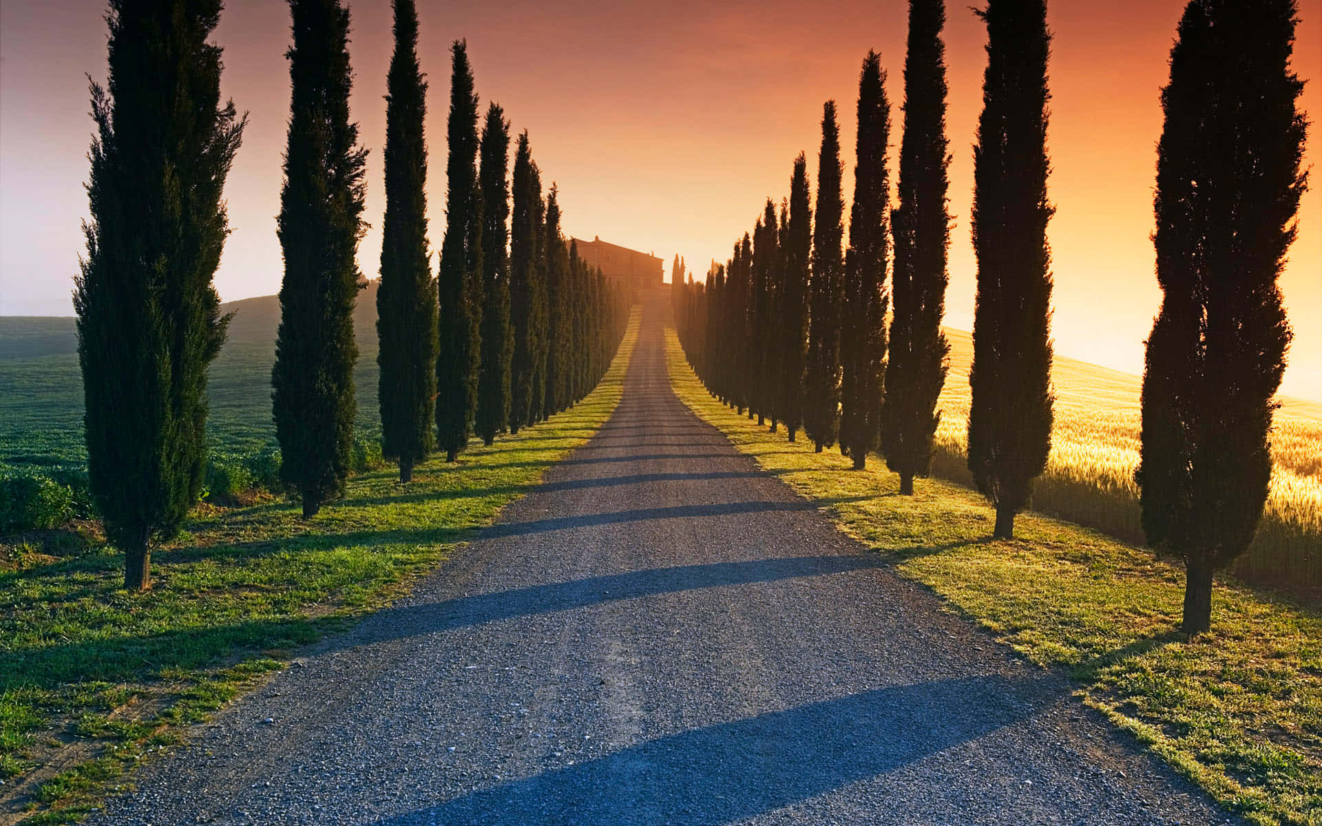 Italian 桌布 壁紙 — 一條兩旁種滿高大柏樹的碎石路，在溫暖的日落天空下延伸向遠方的山丘。
