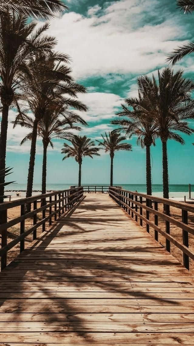 Palm Trees Beach 桌布 壁紙 — 一條兩旁種滿高大棕櫚樹的木製木板路，在部分多雲的天空下通向碧綠色的海洋。