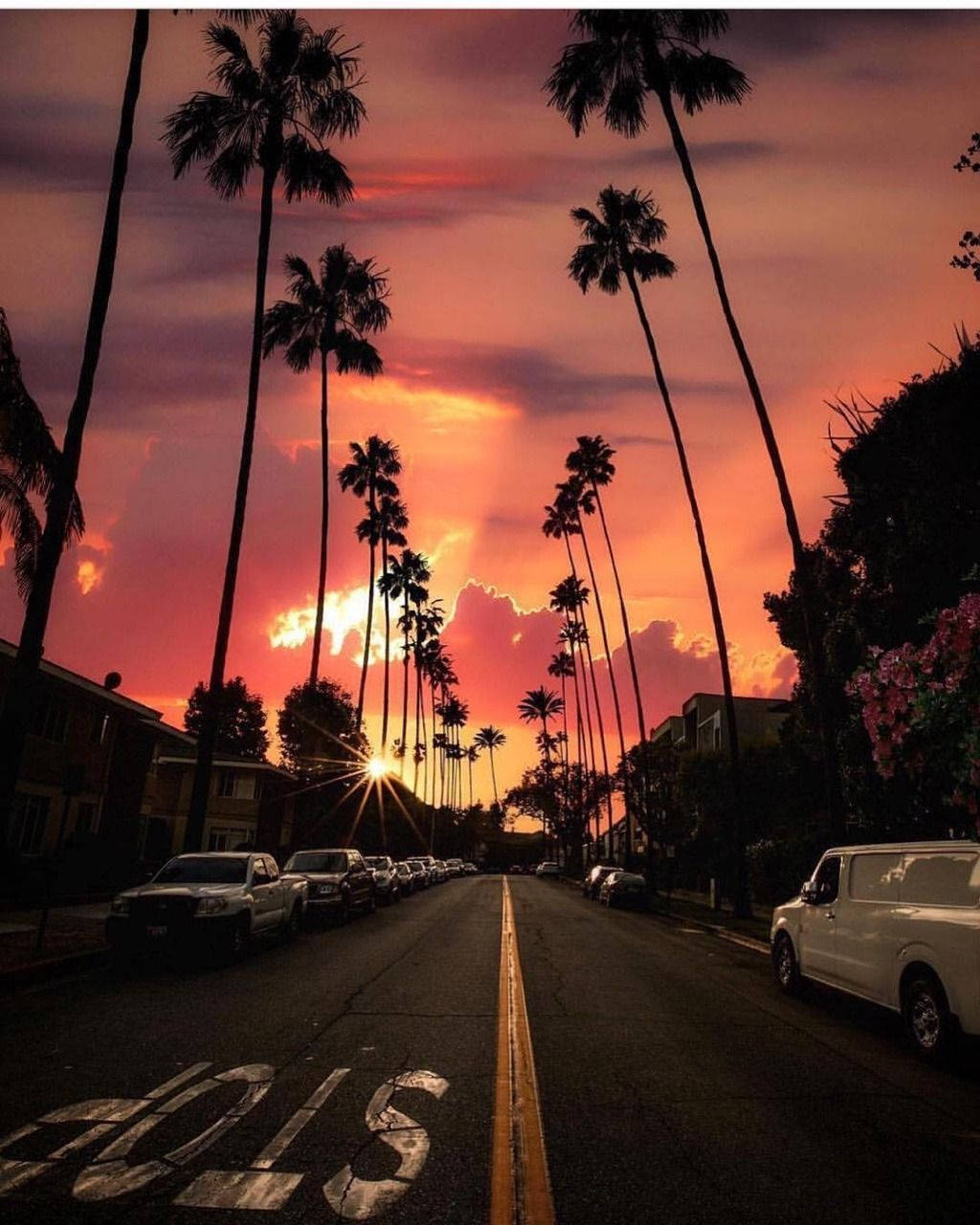 hollywood street 桌布 壁紙 — 一條兩旁種滿高大棕櫚樹的街道，在火紅的夕陽天空和燦爛陽光的映襯下呈現剪影。