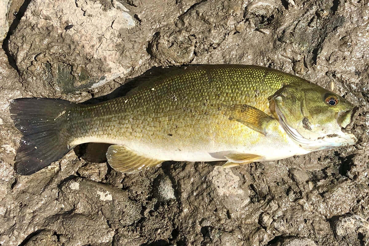 魚 桌布 壁紙 — 一條剛捕獲的大口黑鱸躺在龜裂的泥地上，展現出細緻的鱗片和張開的嘴巴。
