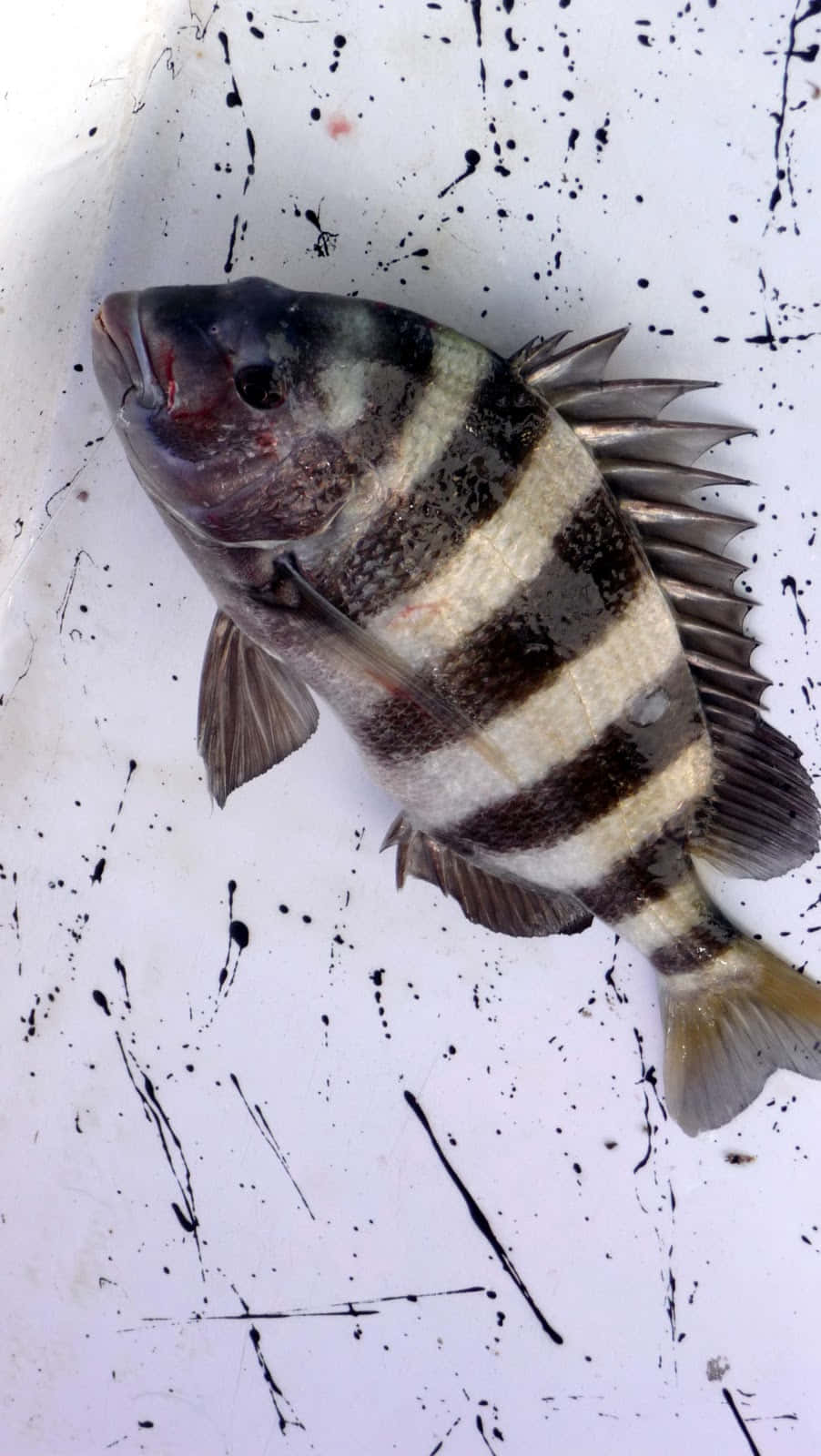 Sheepshead Fish 桌布 壁紙 — 一條剛捕獲的條紋魚，帶有醒目的黑白條紋，躺在濺有污漬的白色表面上。