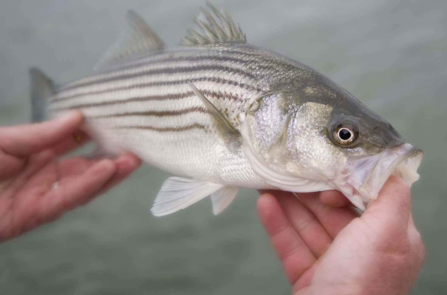 魚 桌布 壁紙 — 一條剛捕獲的條紋鱸魚在模糊的水背景前被人手輕輕捧著。