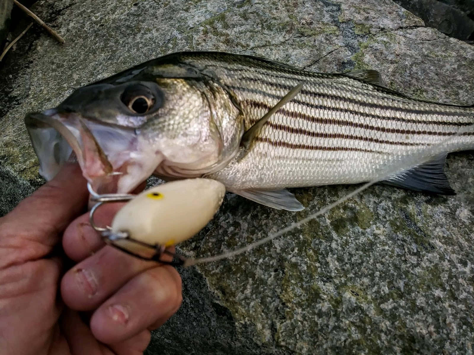 Fishing Bait 桌布 壁紙 — 一條剛捕獲的條紋鱸魚躺在岩石表面上，一名漁夫用白色假餌撐開牠的嘴巴。