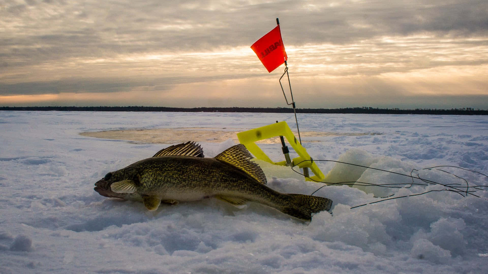 Ice Fishing 桌布 壁紙 — 一條剛捕獲的碧古魚躺在雪冰上，旁邊有一個黃色冰釣棚和紅旗，在陰雲密布的黃昏天空下。