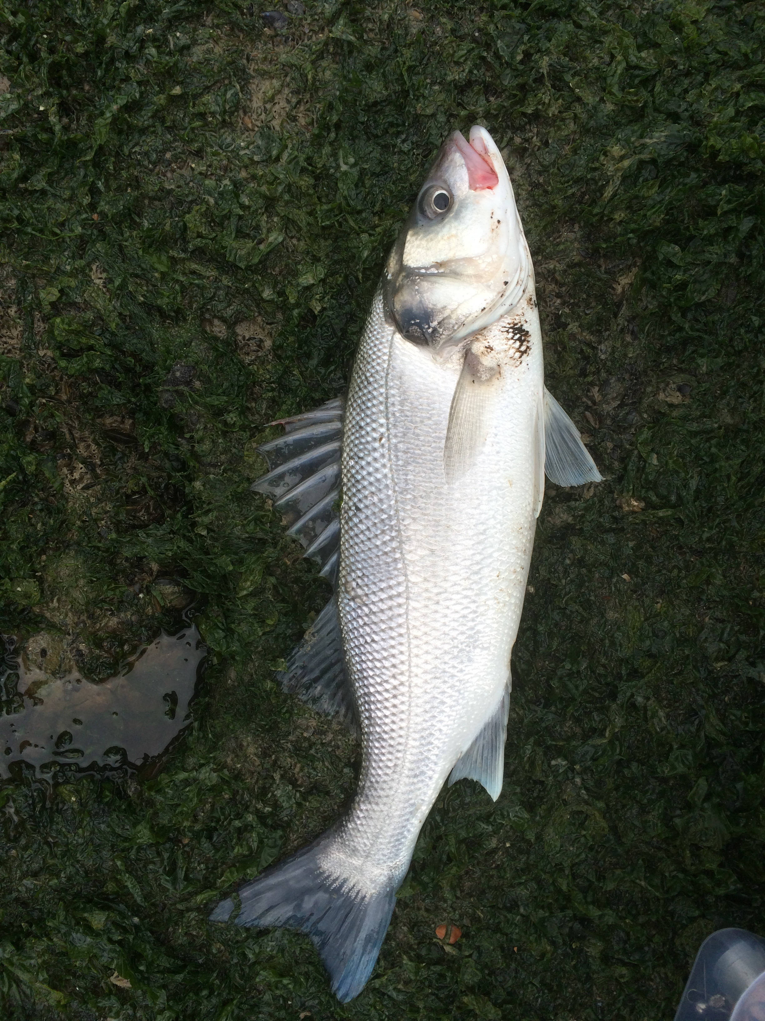 魚 桌布 壁紙 — 一條剛捕獲的銀色魚躺在潮濕的綠色草地上，張開嘴巴，魚鱗閃閃發光。