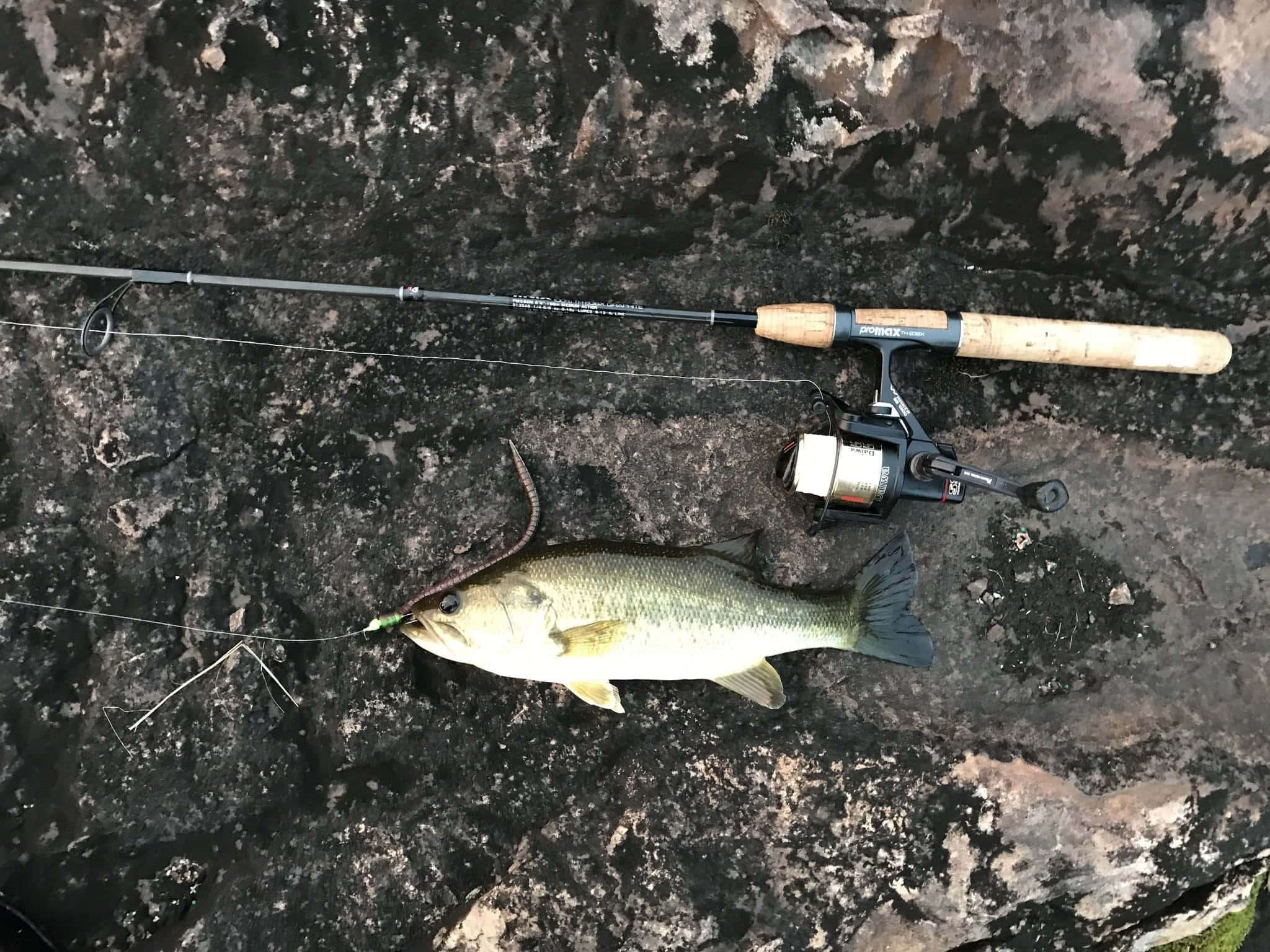 Fishing Bait 桌布 壁紙 — 一條剛捕獲的鱸魚躺在潮濕的黑色岩石上，旁邊放著釣竿和捲線器，魚線仍連接著。