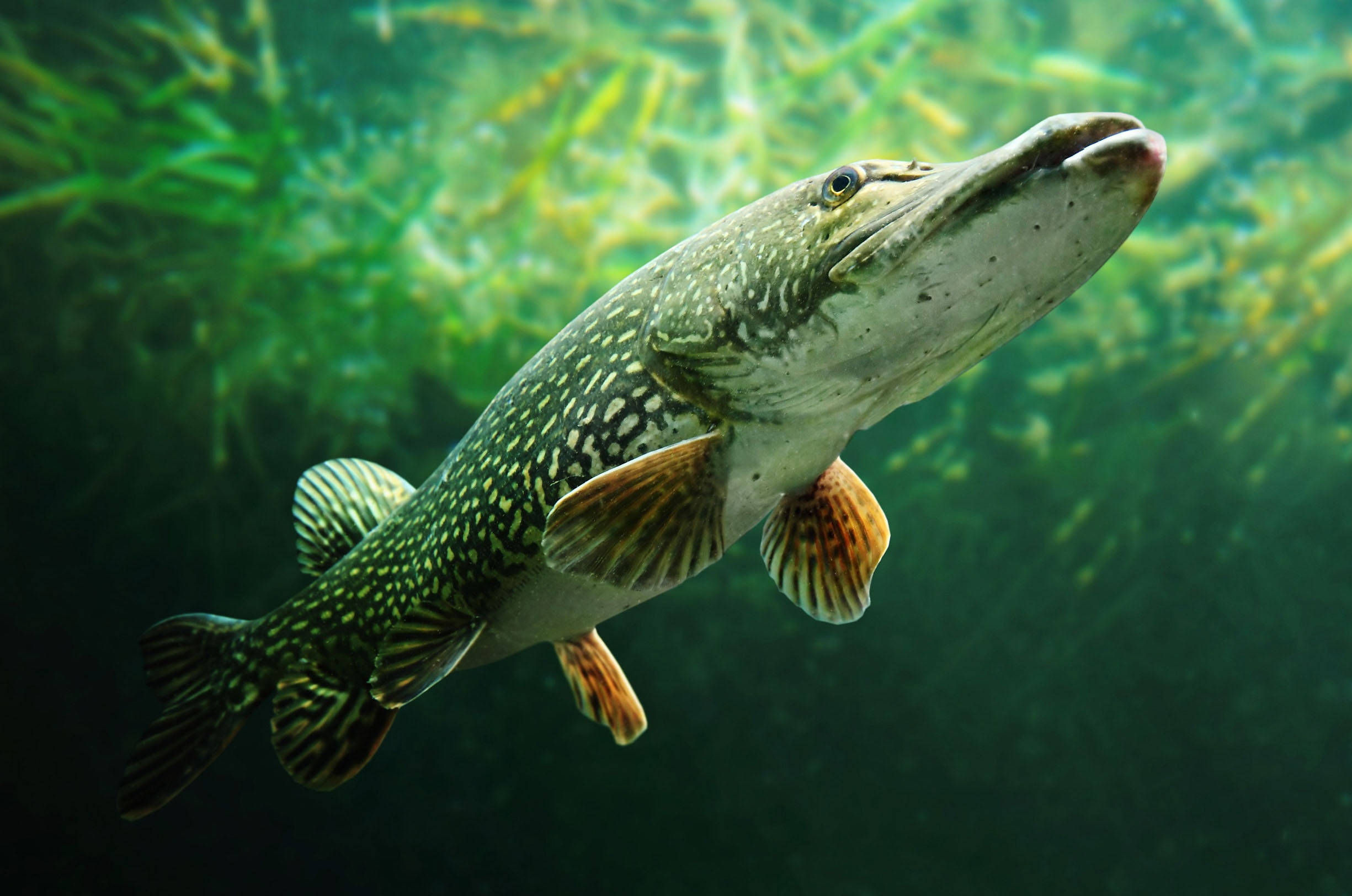 魚 桌布 壁紙 — 一條北方梭子魚在清澈的水中優雅地滑過陽光照射的綠色水生草叢。