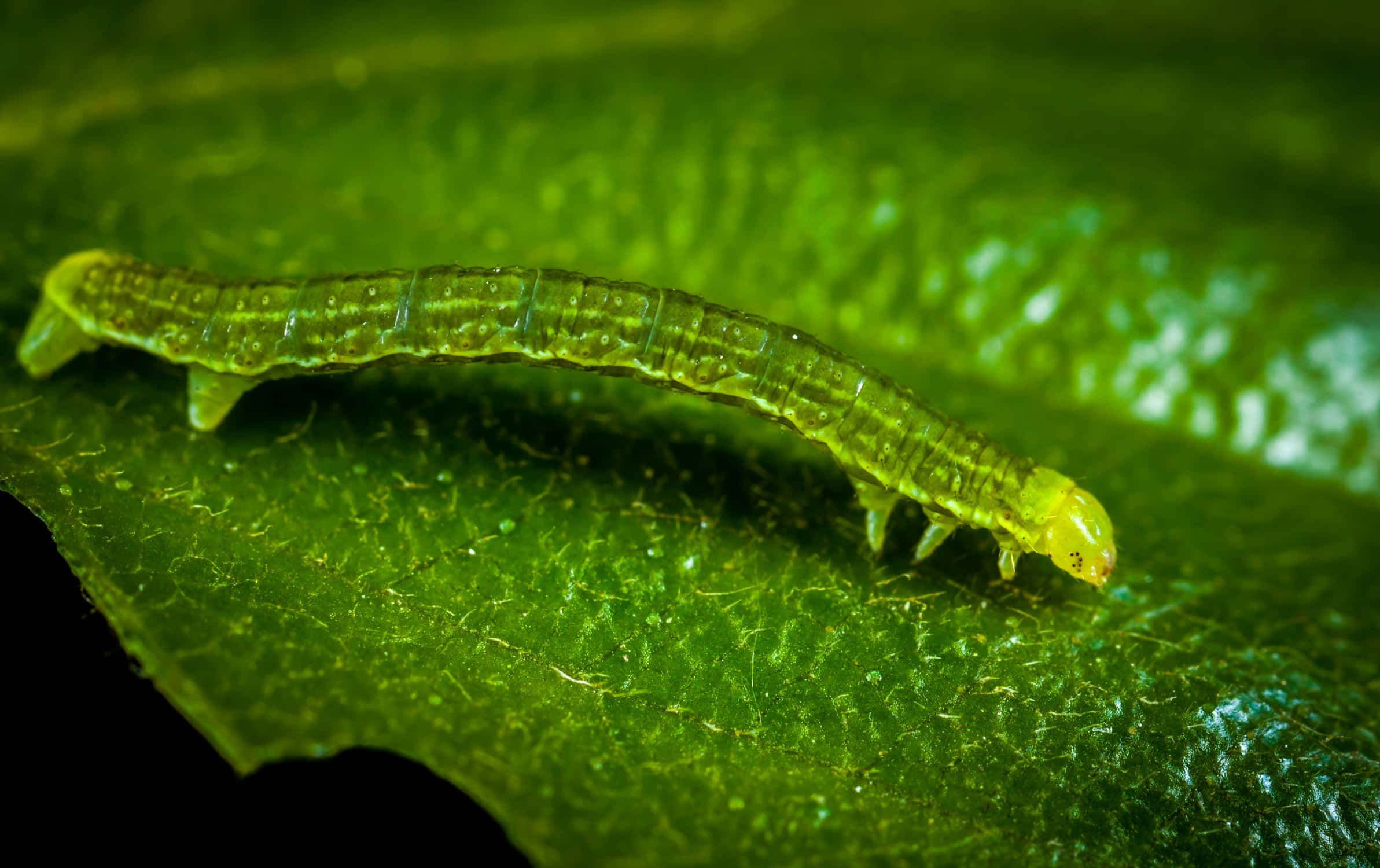 Caterpillar Insect 桌布 壁紙 — 一條半透明的綠色毛蟲在柔和的燈光下爬過帶有細毛的紋理葉子。