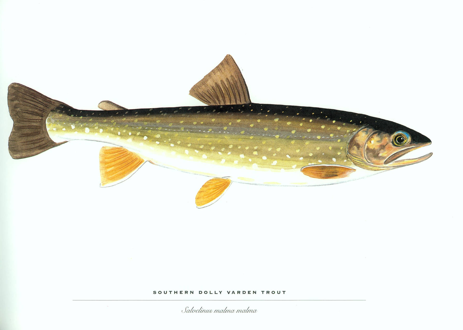 魚 桌布 壁紙 — 一條南方多莉瓦登鱒魚的詳細插圖，帶有斑駁的綠色身體和橙色魚鰭，背景為純白色。