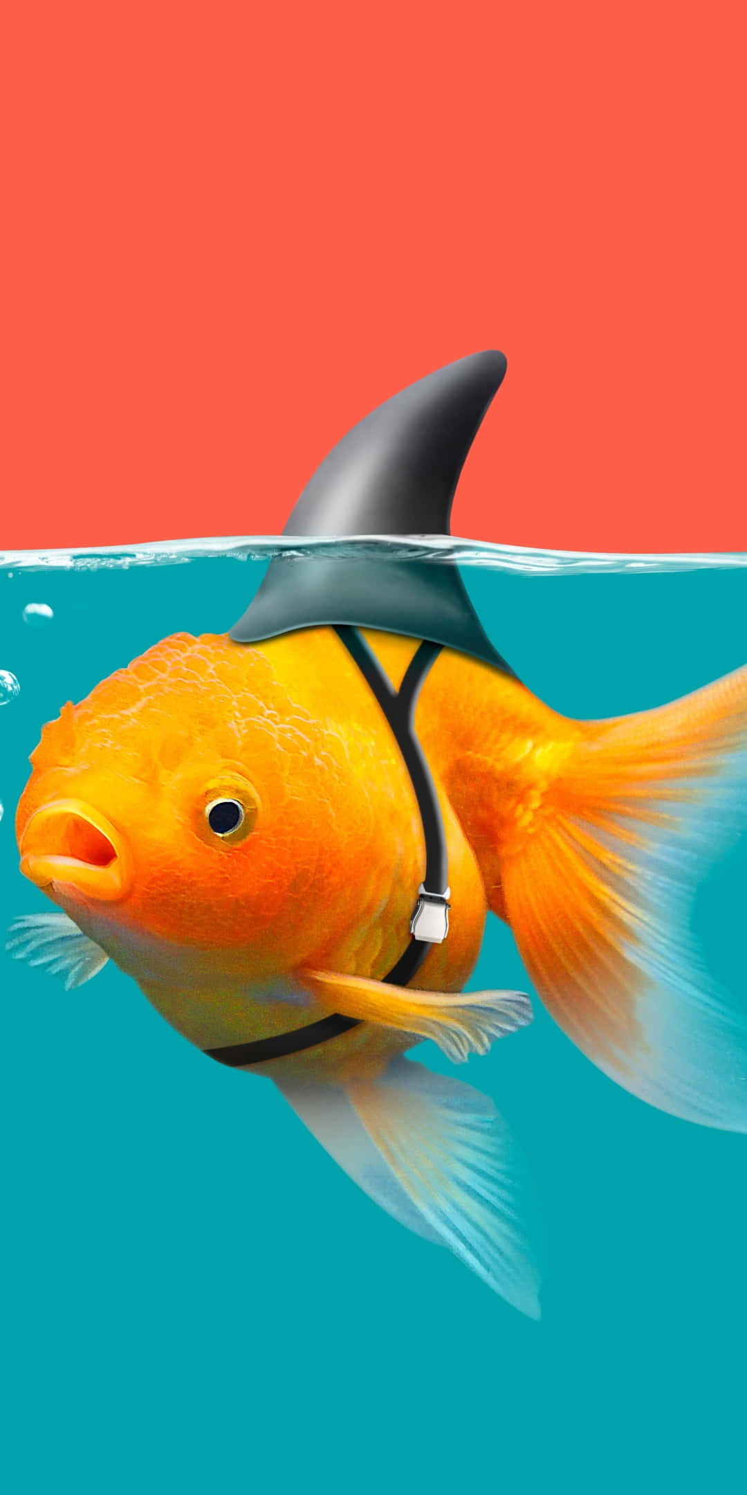 Pixel 3 Fish 桌布 壁紙 — 一條卡通金魚戴著鯊魚鰭和背帶在珊瑚背景的藍綠色水中游泳。