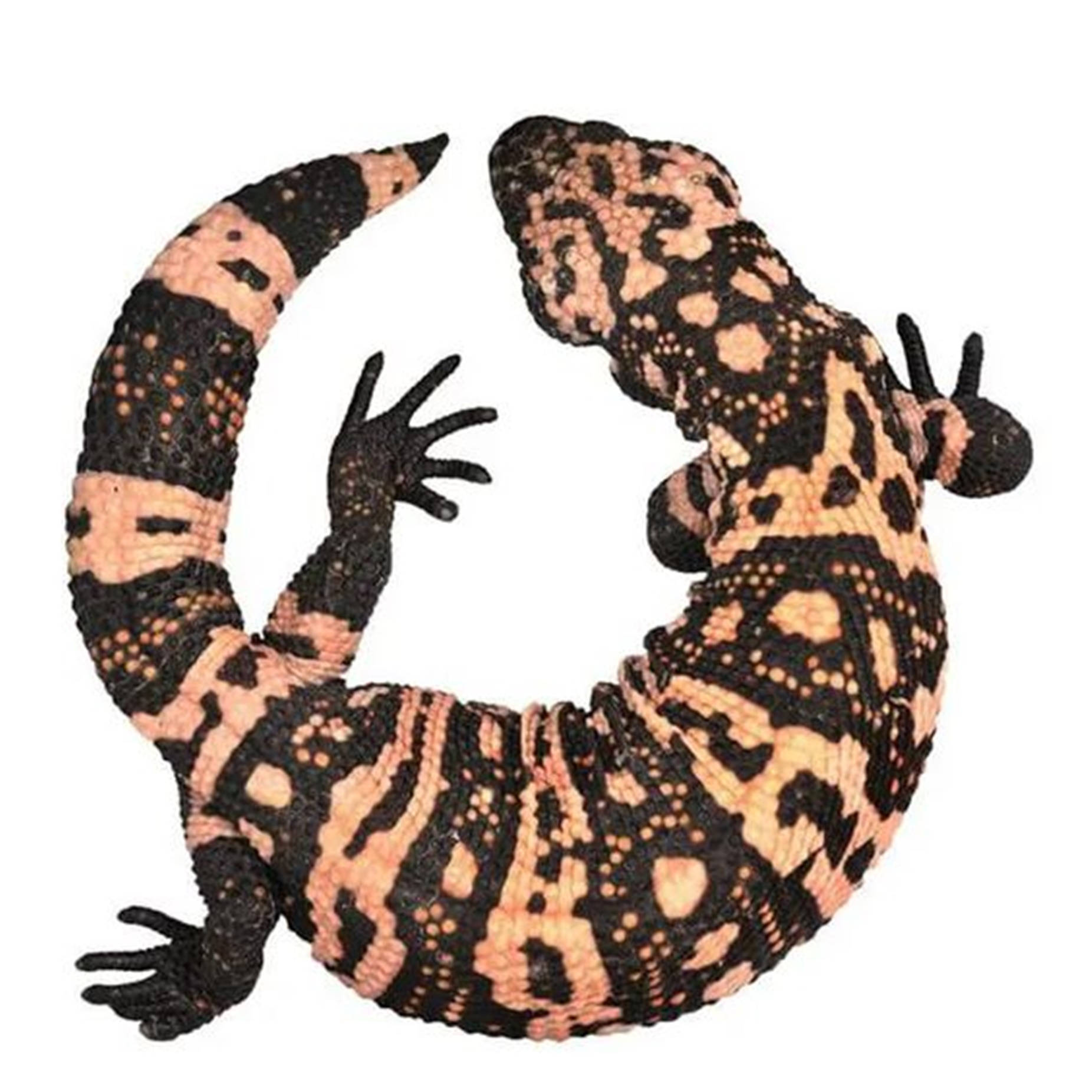 reptile 桌布 壁紙 — 一條吉拉毒蜥在純白背景上蜷曲成U形，展示其黑色和粉橙色斑紋鱗片。