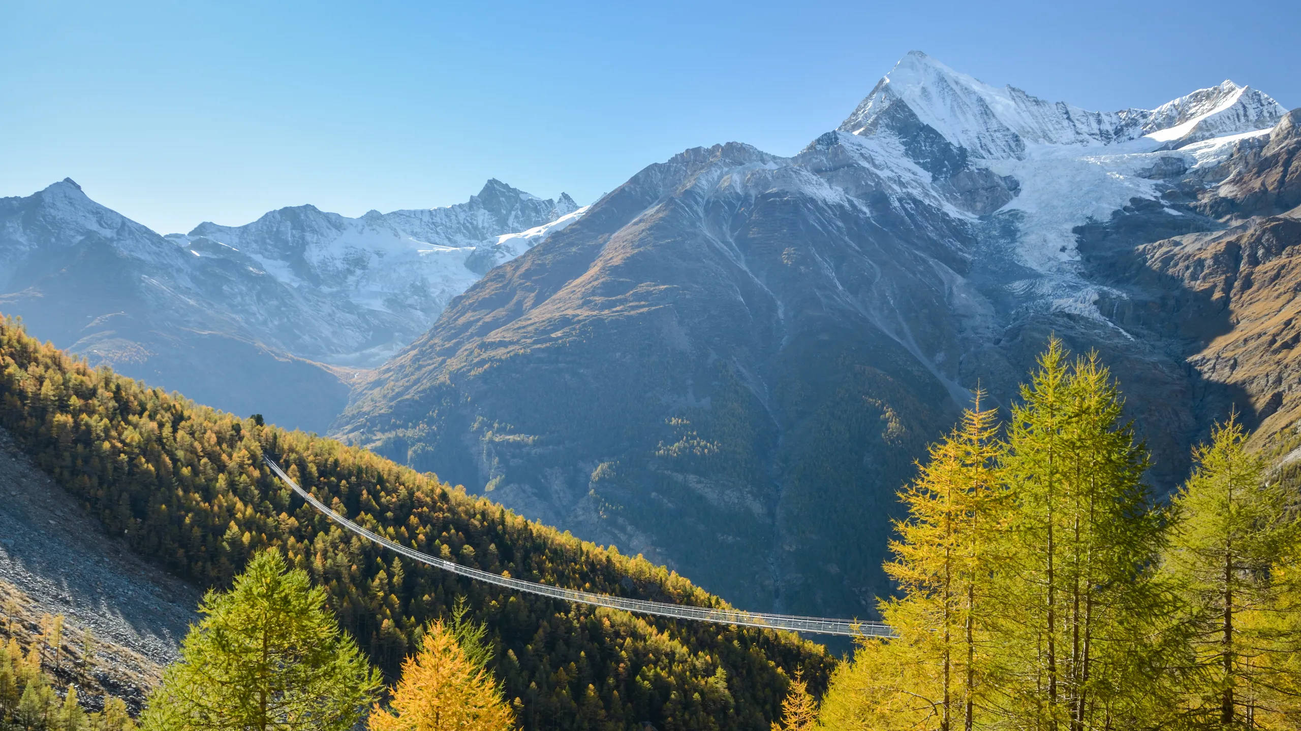 Alps 桌布 壁紙 — 一條吊橋橫跨山谷，下方是白雪覆蓋的山峰，上方是清澈的藍天，前景是金色的落葉松樹。