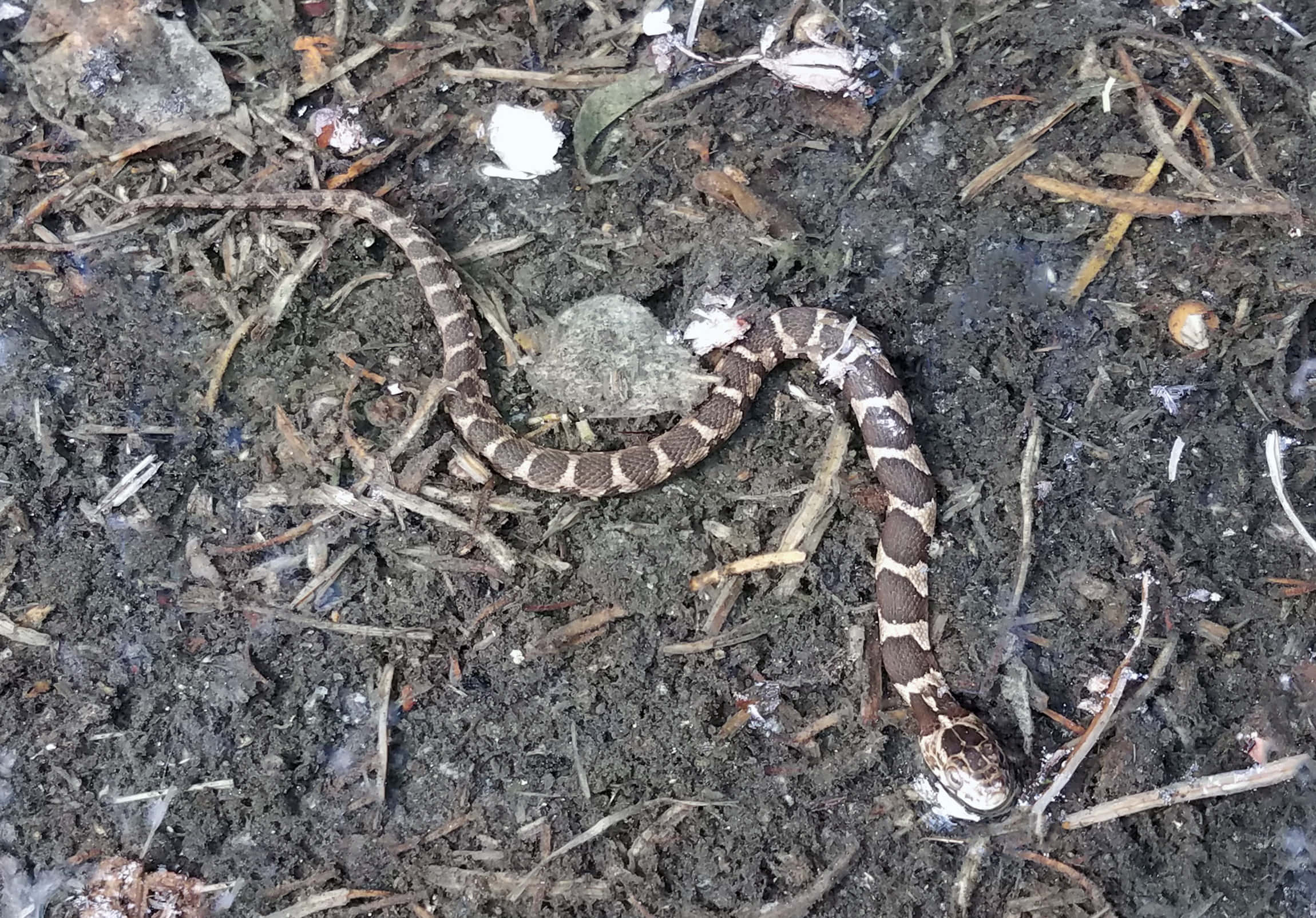 Copperhead Snake 桌布 壁紙 — 一條啡白色相間的帶狀蛇優雅地盤旋在散落著乾樹枝和樹葉的深色泥土上。