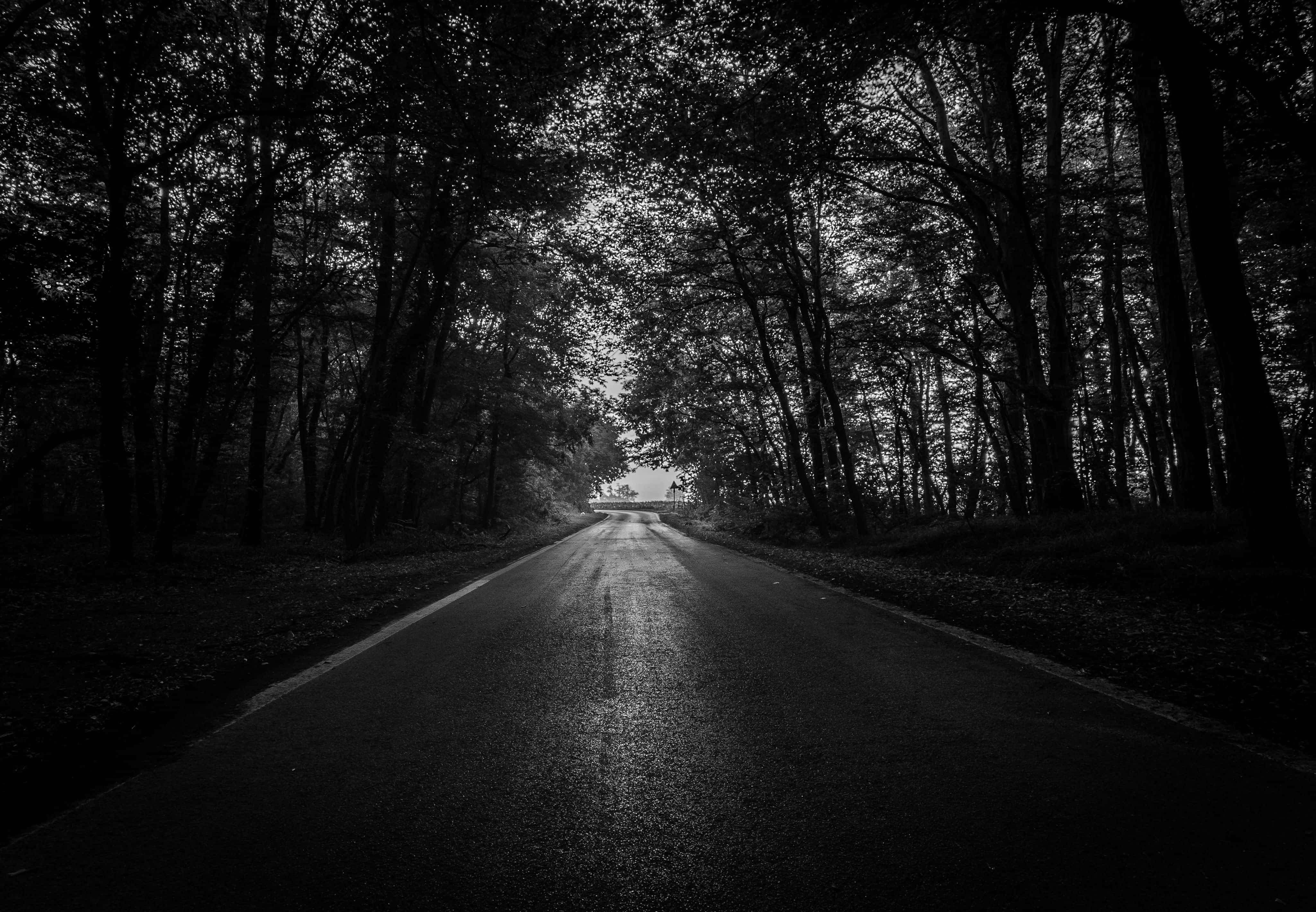 Black And White Street 桌布 壁紙 — 一條單色森林道路延伸至遠方，兩旁高聳樹木環繞，光線穿過樹冠灑落。