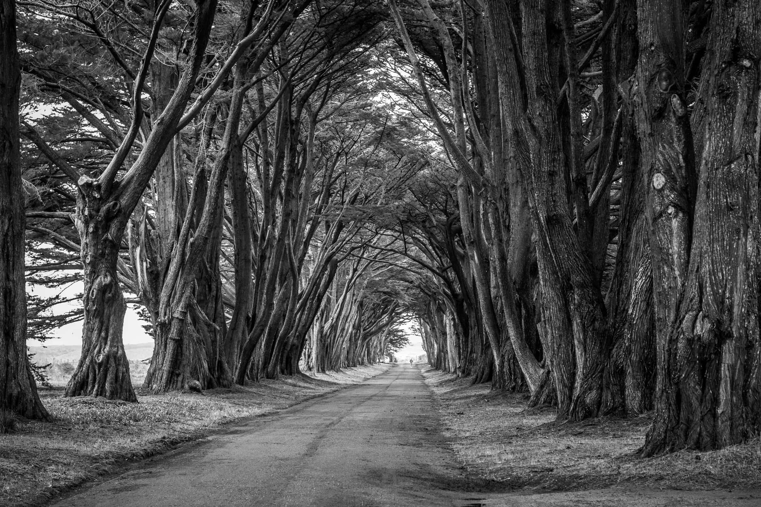 Black And White Nature 桌布 壁紙 — 一條單色道路蜿蜒穿過由高聳、多節的樹木形成的隧道，樹皮有紋理，樹枝呈拱形。