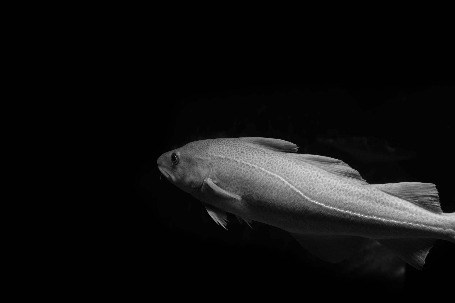 魚 桌布 壁紙 — 一條單色鱈魚在深沉的黑暗中滑行，帶有紋理的鱗片捕捉到微妙的光線。
