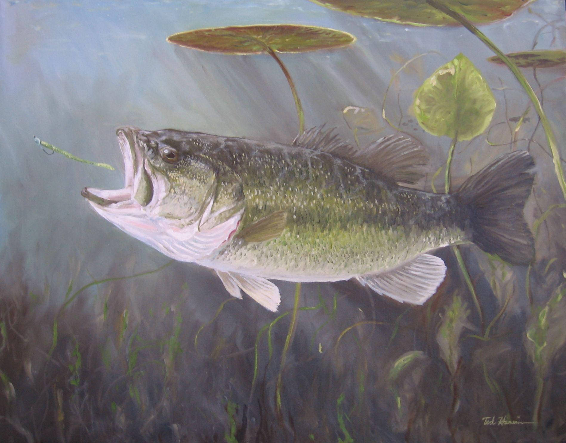 Largemouth Bass 桌布 壁紙 — 一條塗漆的鱸魚從睡蓮和蘆葦下的渾水中張嘴躍出。