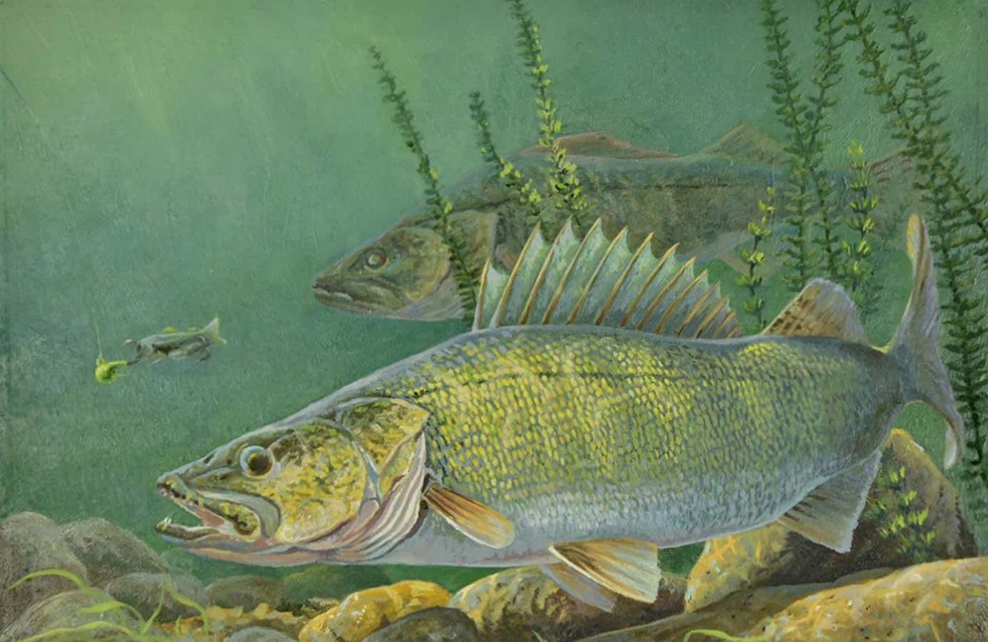 Walleye 桌布 壁紙 — 一條塗色的碧古魚在岩石和水生植物附近游動，附近有一個魚餌懸掛在渾濁的綠色水中。