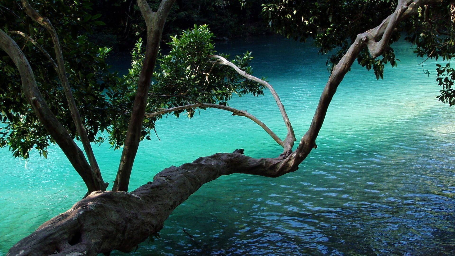 樹木 桌布 壁紙 — 一條多節的樹枝彎曲在清澈碧綠的水面上，周圍是茂密的綠色樹葉。