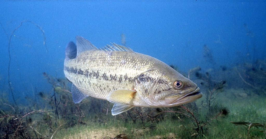 釣魚 桌布 壁紙 — 一條大口鱸魚在清澈的藍色水中，優雅地游過水下水生植物和沙質底部。