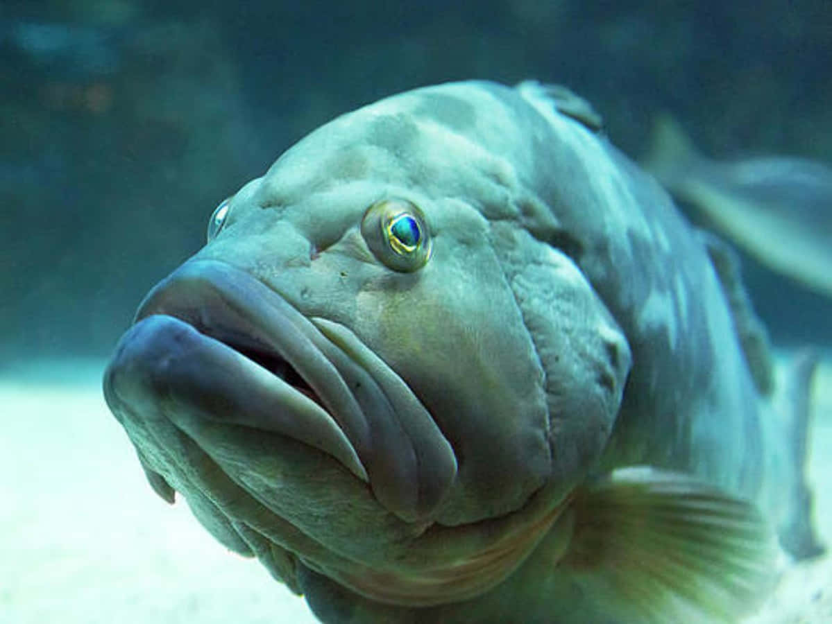 動物 桌布 壁紙 — 一條大型、有紋理的魚，有凸出的眼睛和寬闊的嘴巴，在沙質底部附近的水中游泳的特寫。