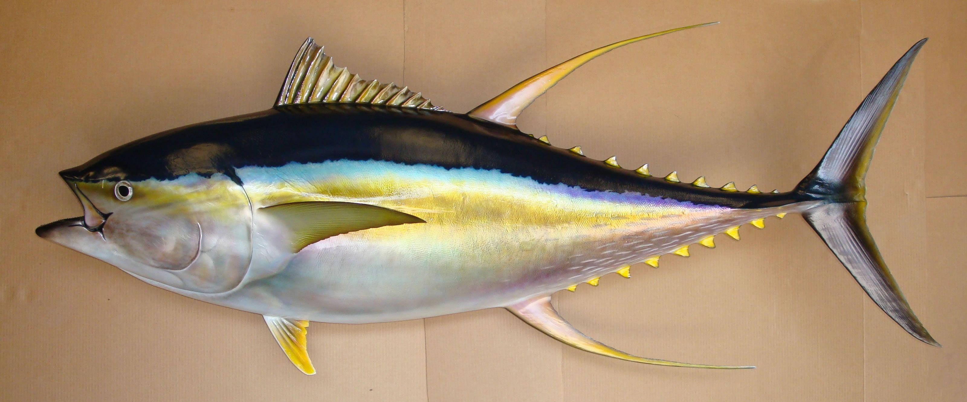 魚 桌布 壁紙 — 一條大型、細節豐富的鮪魚掛在純色米色牆上，展示其流線型的銀色身體和鮮黃色的魚鰭。