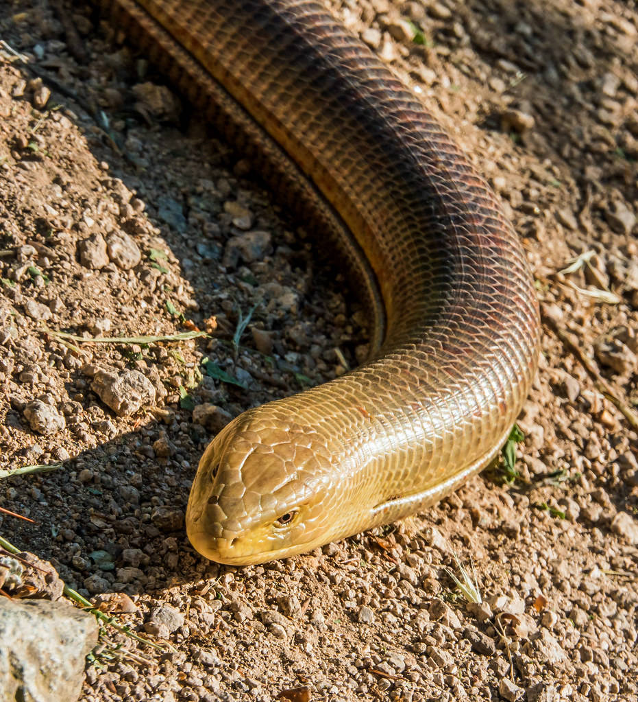 reptile 桌布 壁紙 — 一條大型、閃亮鱗片的蛇，金棕色頭部躺在陽光照射的碎石和泥土上的特寫。
