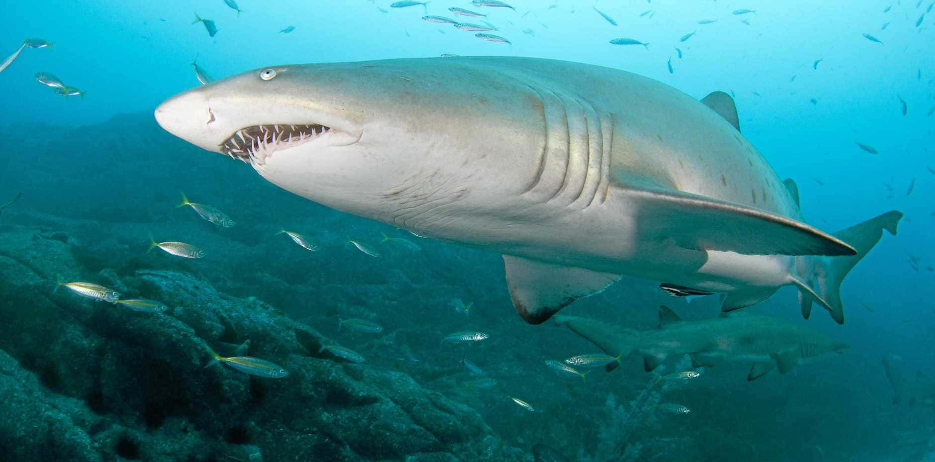 Nurse Shark 桌布 壁紙 — 一條大型公牛鯊在清澈的藍色海水中，優雅地游過岩石海底，周圍有許多小銀魚。