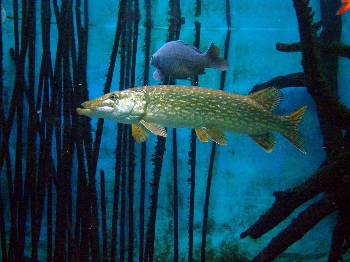 魚 桌布 壁紙 — 一條大型斑點狗魚在藍色水中優雅地游過深色垂直蘆葦之間，附近有另一條魚。