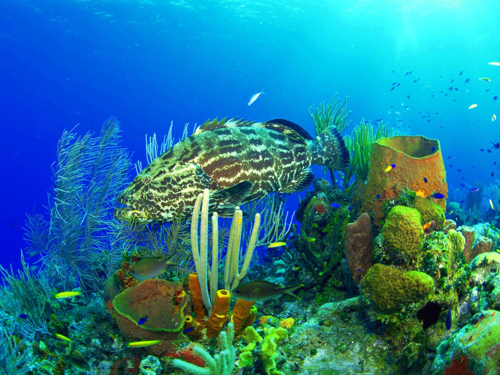 Underwater Ocean 桌布 壁紙 — 一條大型斑點石斑魚在清澈的藍色熱帶水域中，優雅地游過色彩繽紛的珊瑚和海綿。