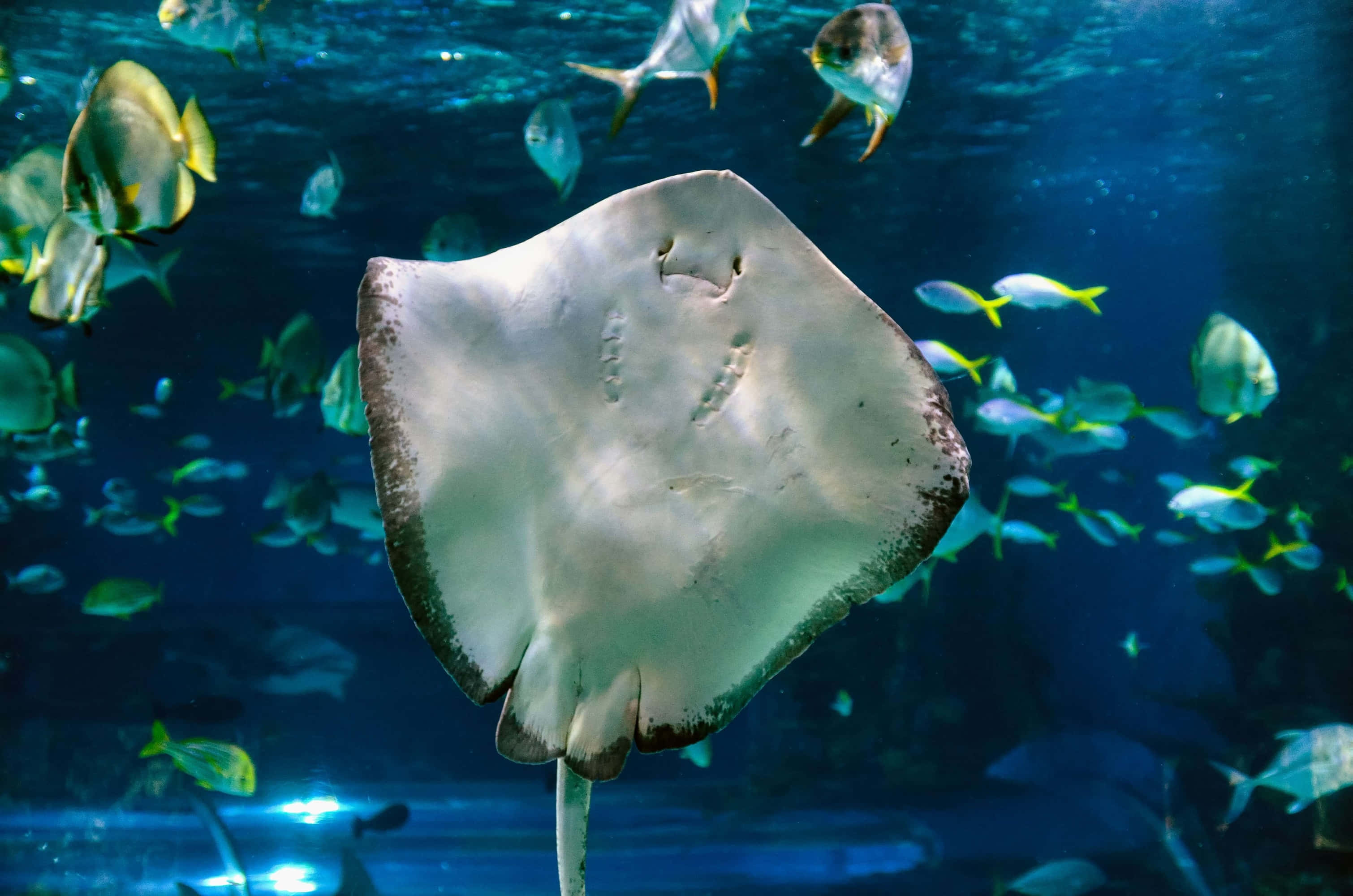 Sea Animal 桌布 壁紙 — 一條大型斑點鰩魚在深藍色海水中優雅地滑行，周圍環繞著成群色彩繽紛的熱帶魚。