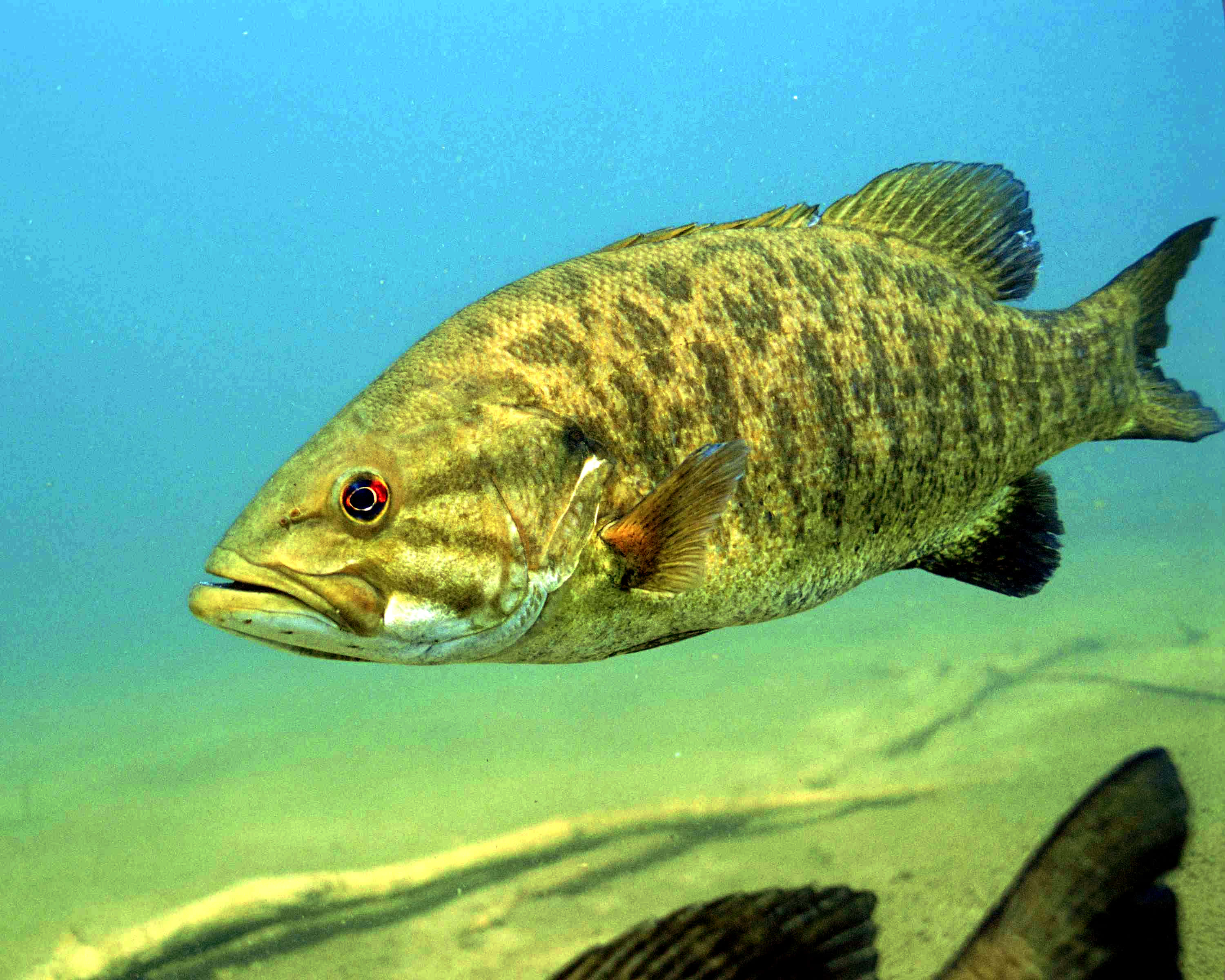 魚 桌布 壁紙 — 一條大型斑點鱸魚在清澈的藍綠色水中，於沙底和淹沒的樹枝上方優雅地游動。