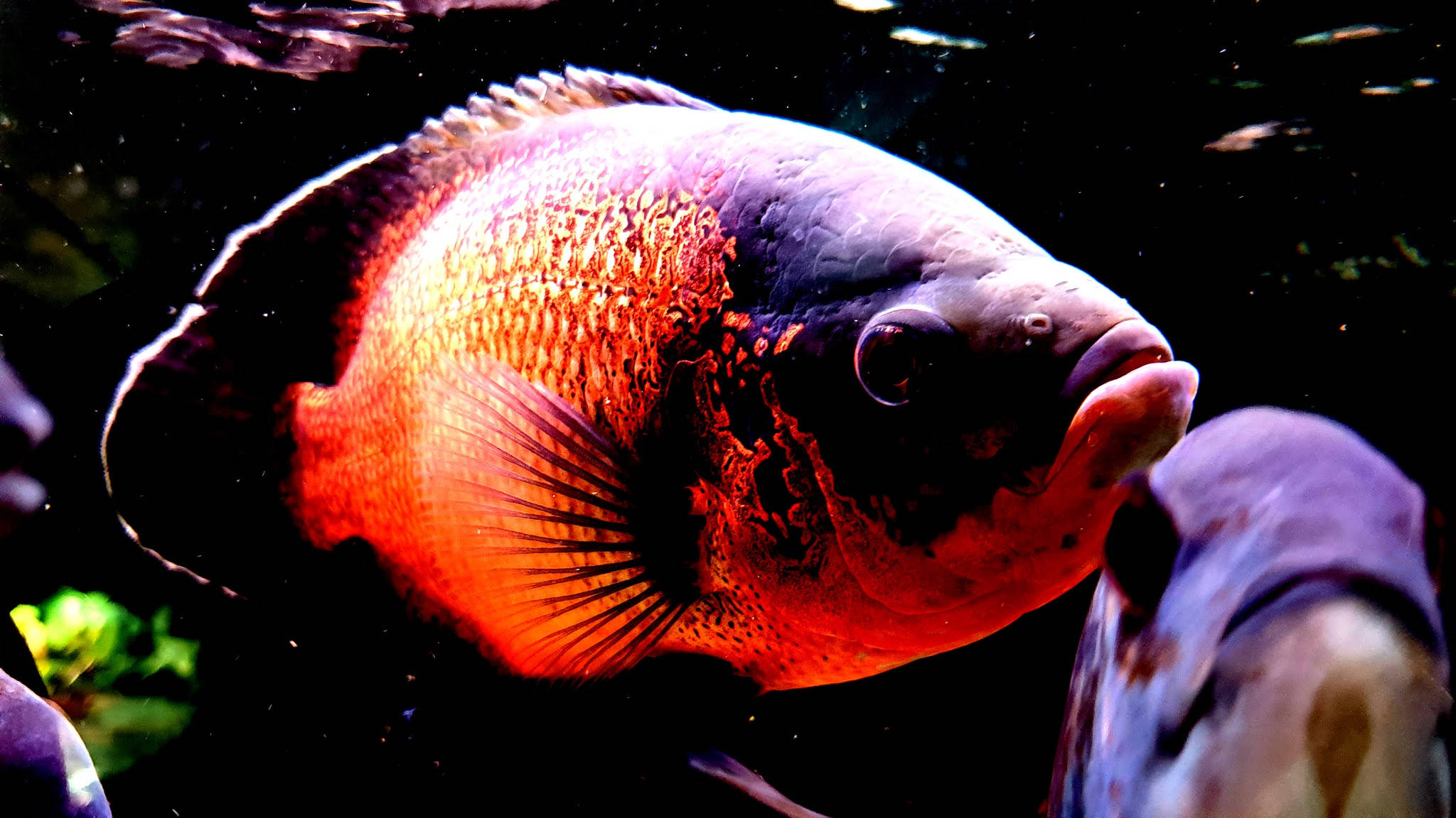 酷魚 桌布 壁紙 — 一條大型橙色和黑色魚在黑暗水中游泳的特寫，可見氣泡和綠色植物。