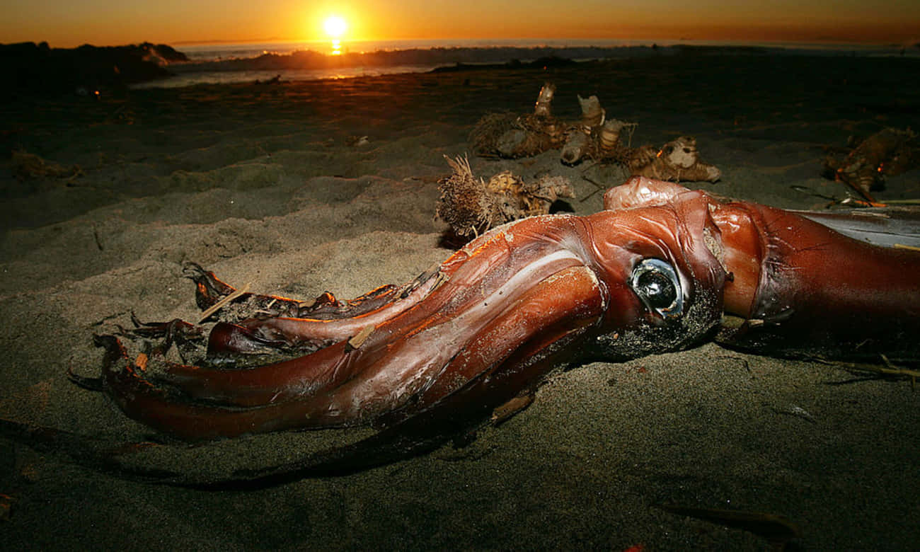 Creepy Ocean 桌布 壁紙 — 一條大型死魷魚躺在沙灘上，夕陽在地平線上發出橙色光芒。