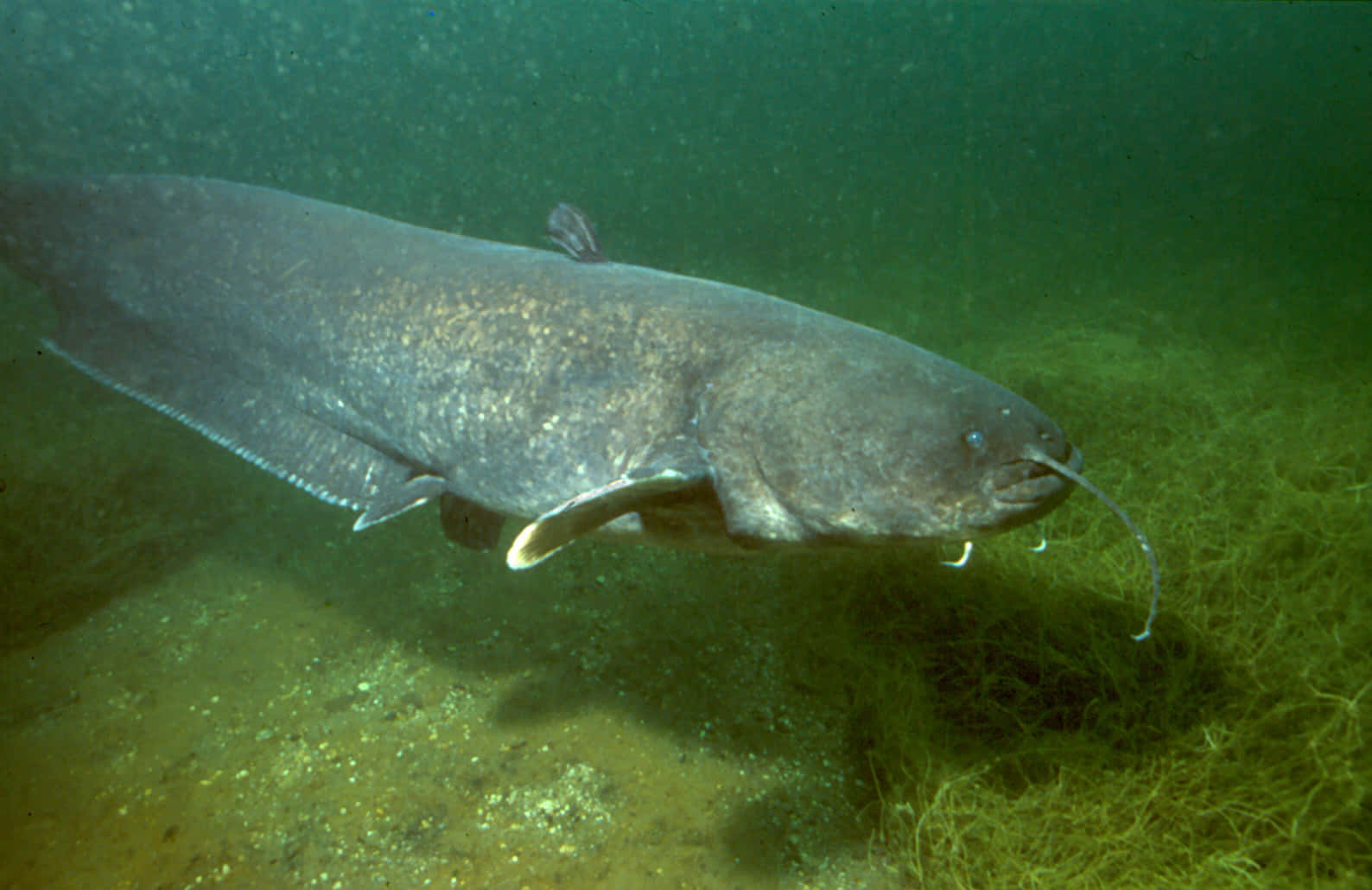 catfish 桌布 壁紙 — 一條大型灰色鯰魚在沙質底部和稀疏水生植物上方的渾濁綠水中滑行。