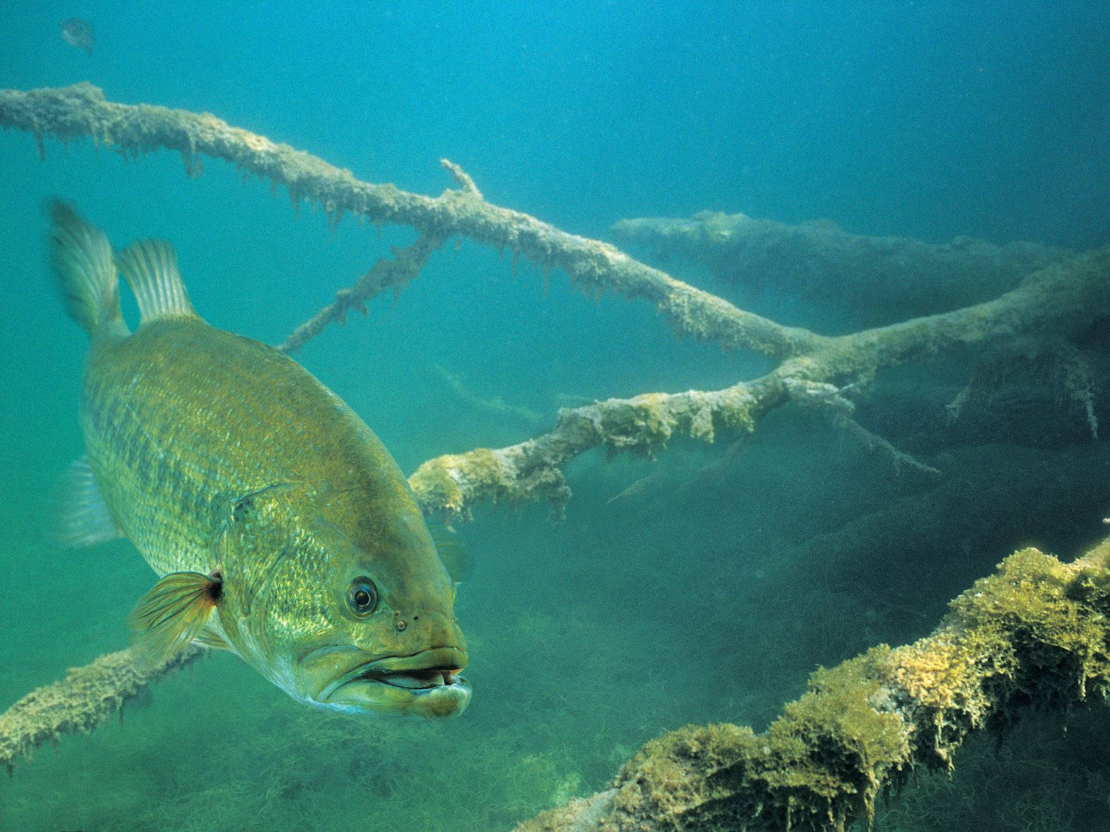 Bass Fishing 桌布 壁紙 — 一條大型綠色魚在清澈的藍綠色水中，靠近長滿苔蘚的沉沒樹枝游泳。