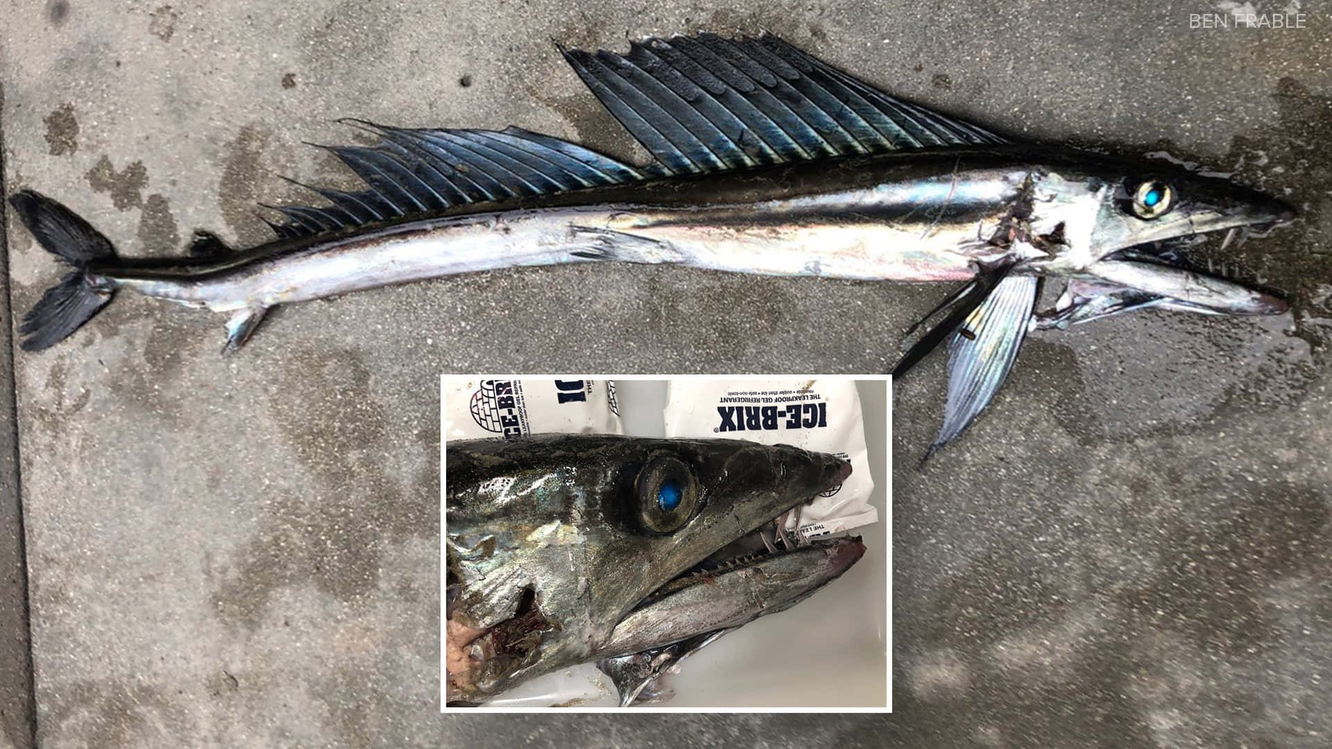 Creepy Ocean 桌布 壁紙 — 一條大型銀色魚類，帶有戲劇性的翼狀鰭，躺在混凝土上，其引人注目的藍色眼睛和鋒利牙齒在特寫插圖中突出顯示。