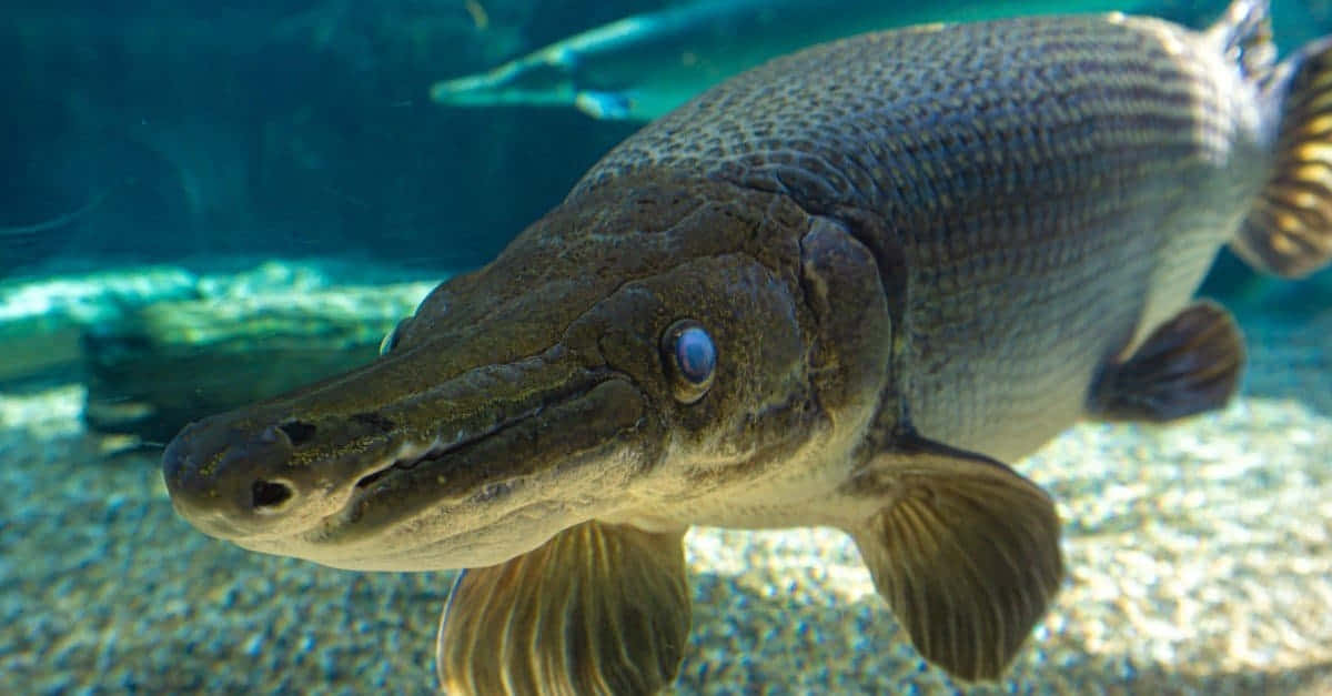 Gar 桌布 壁紙 — 一條大型鱷雀鱔魚在清澈藍綠色水中的礫石底上方游泳的特寫。