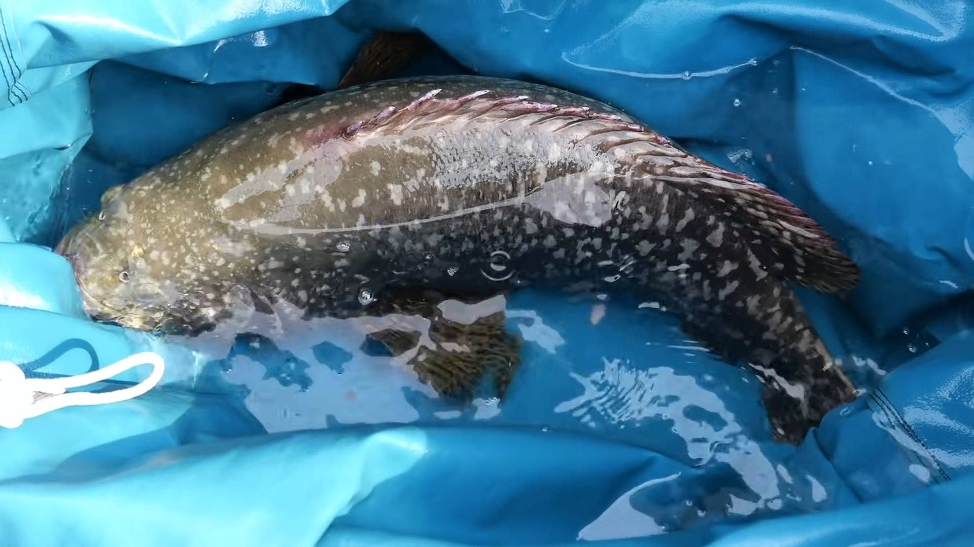 魚 桌布 壁紙 — 一條大斑點魚在淺水中休息，被一個亮藍色塑膠袋包裹。