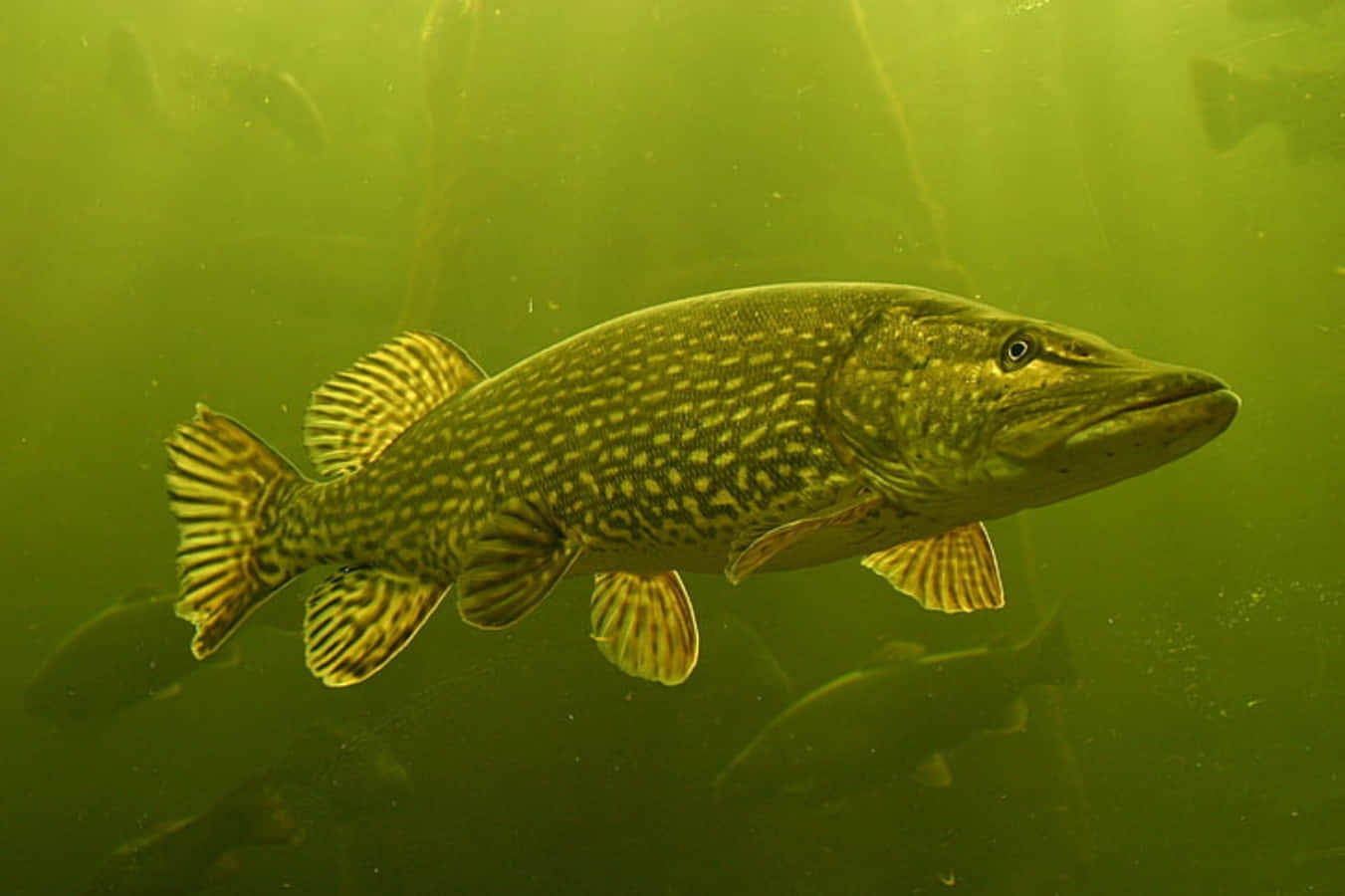 Walleye 桌布 壁紙 — 一條大狗魚優雅地游過渾濁的綠色水域，陽光從上方穿透而下。
