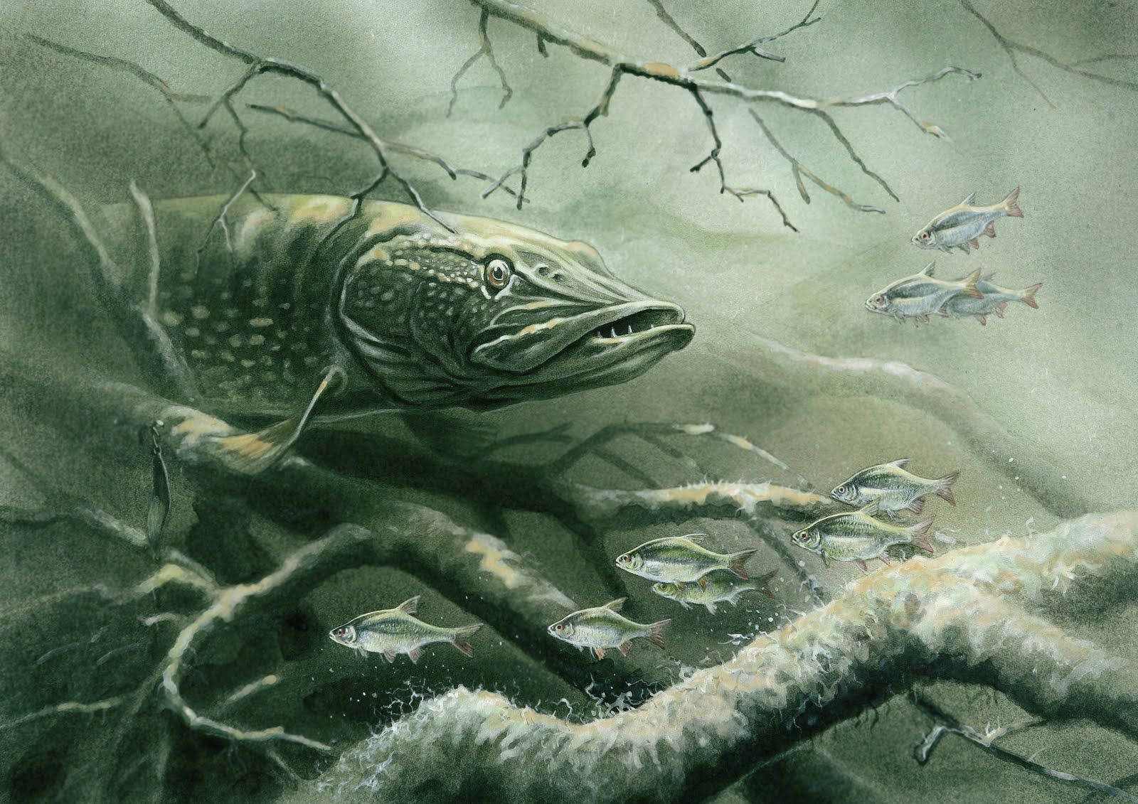 一條狗魚隱藏在水下樹枝中，小魚逃竄。 — 魚 GIF 壁紙