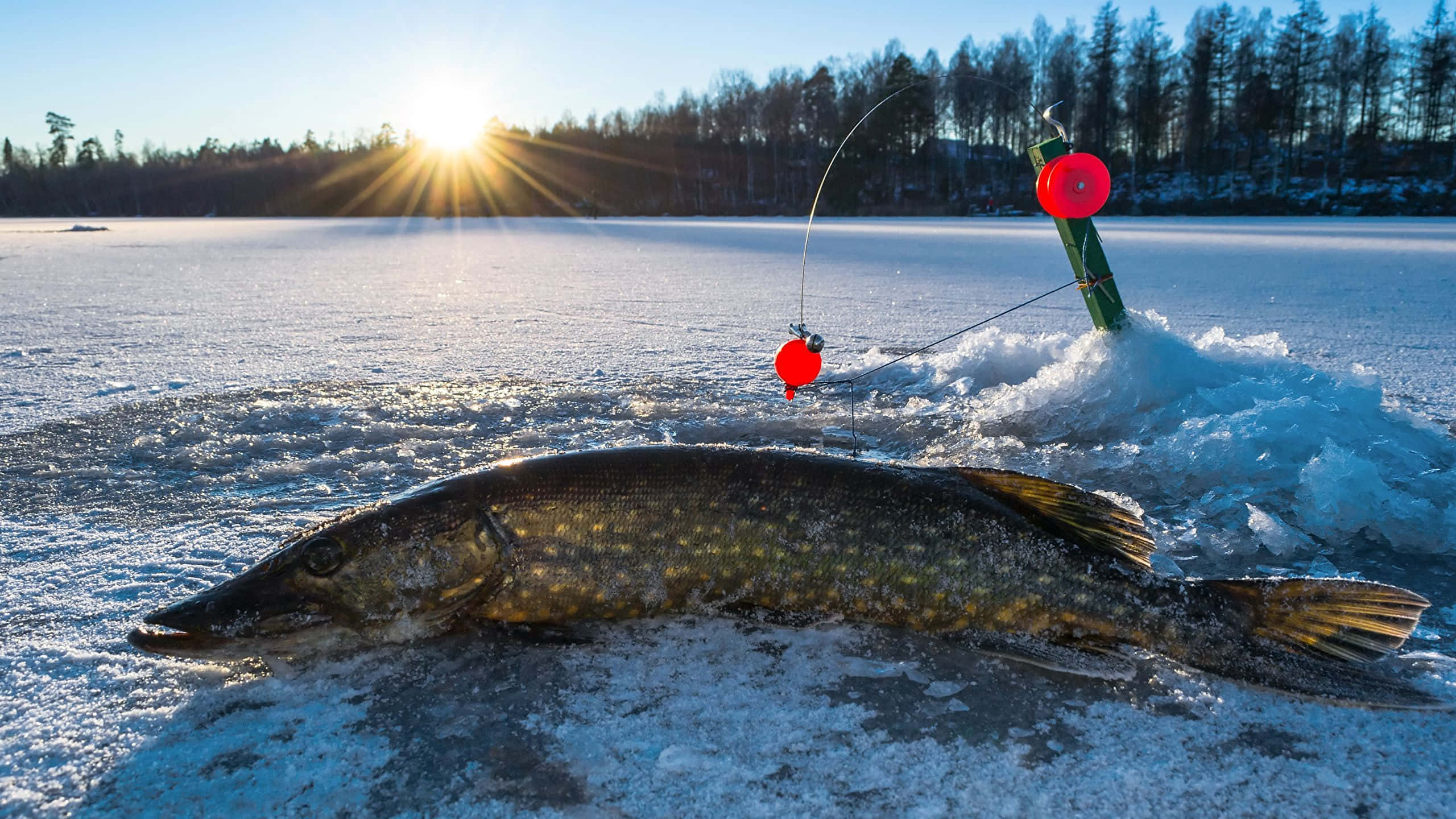 Ice Fishing 桌布 壁紙 — 一條大狗魚躺在積雪的冰釣洞上凍結，背景有釣竿和紅色浮標，太陽正在升起。