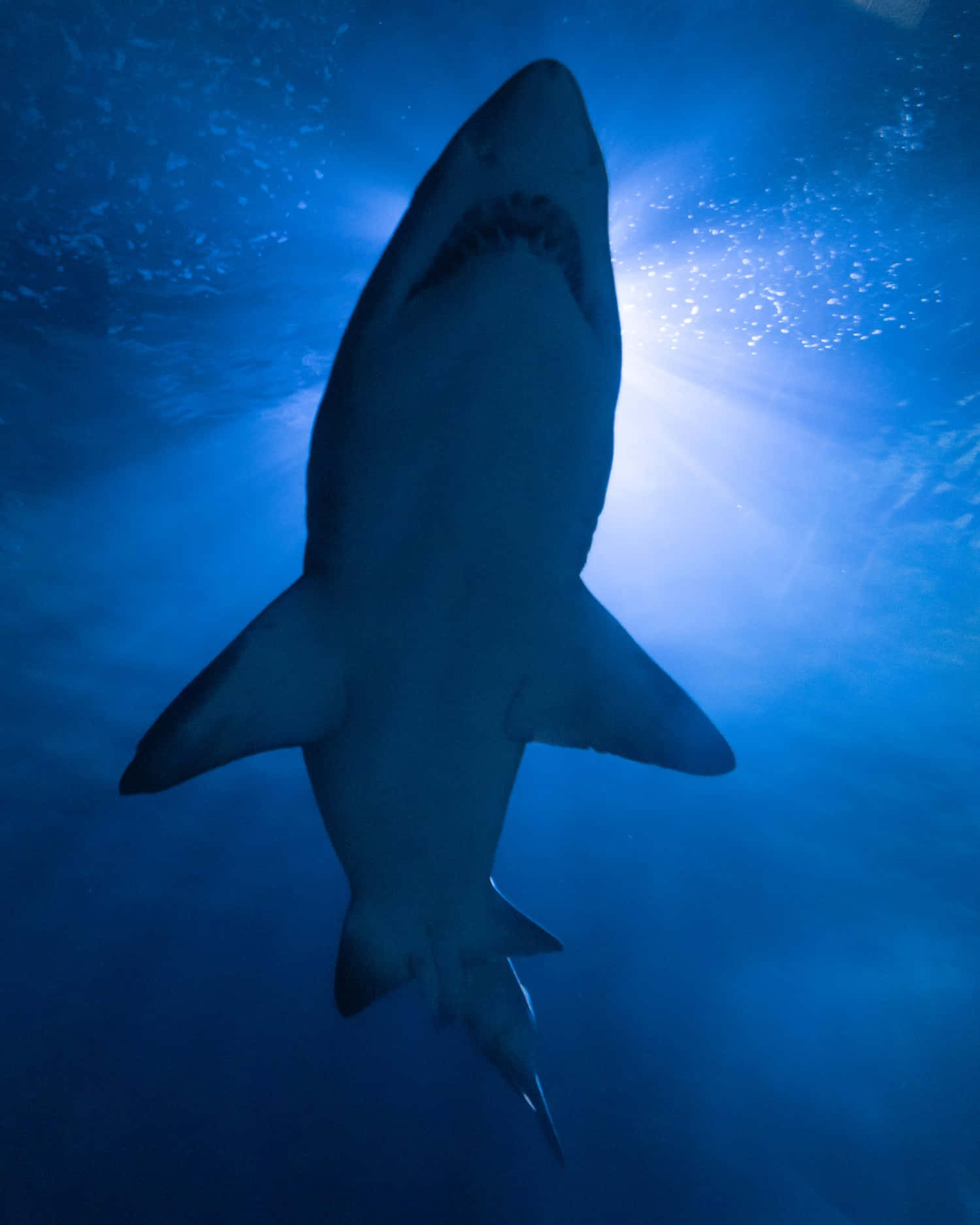 Cool Shark 桌布 壁紙 — 一條大白鯊優雅地向上游過深藍色的海水，陽光從上方照射下來。