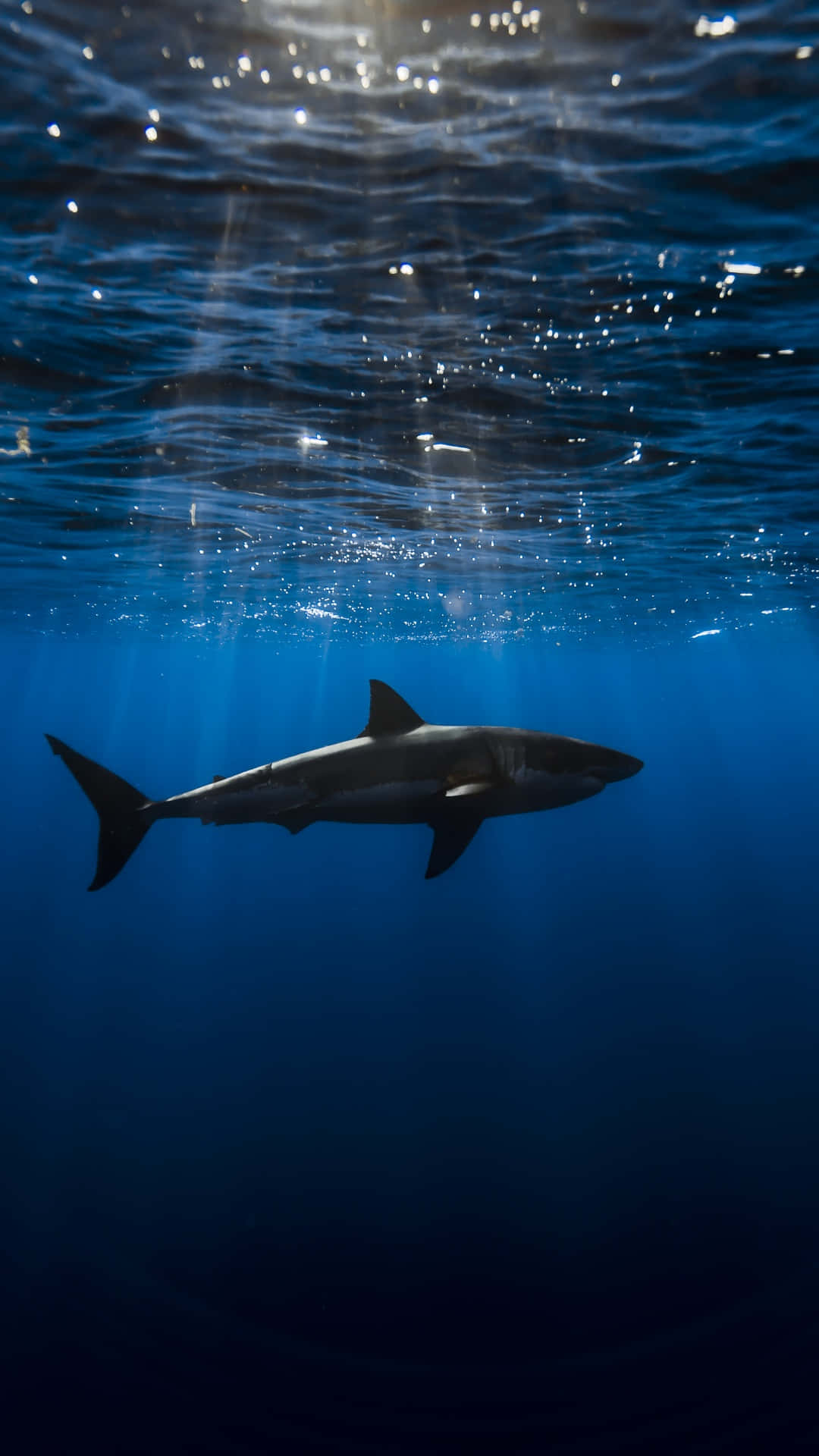 魚 桌布 壁紙 — 一條大白鯊優雅地滑過深藍色的海水，陽光穿透上方的水面。