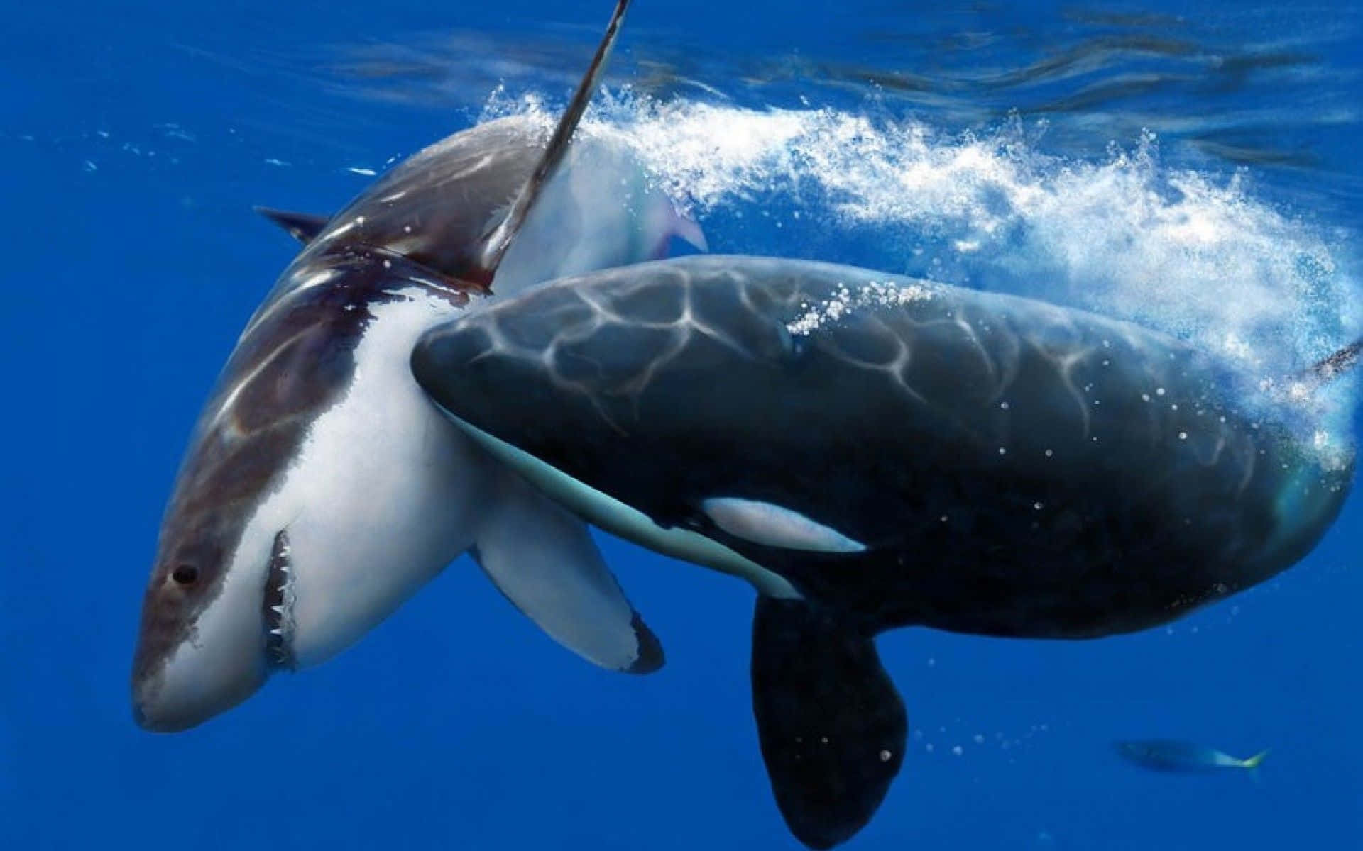 Killer Whale 桌布 壁紙 — 一條大白鯊和一條虎鯨在清澈的藍色海水中並肩游動，在牠們周圍激起白色水花。