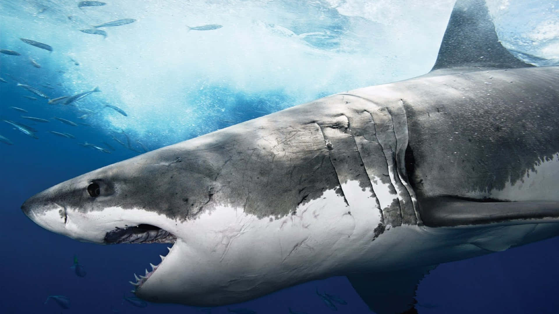 Great White Shark 桌布 壁紙 — 一條大白鯊在海洋表面附近強力游動，陽光透過清澈的藍色海水，小魚四處穿梭。