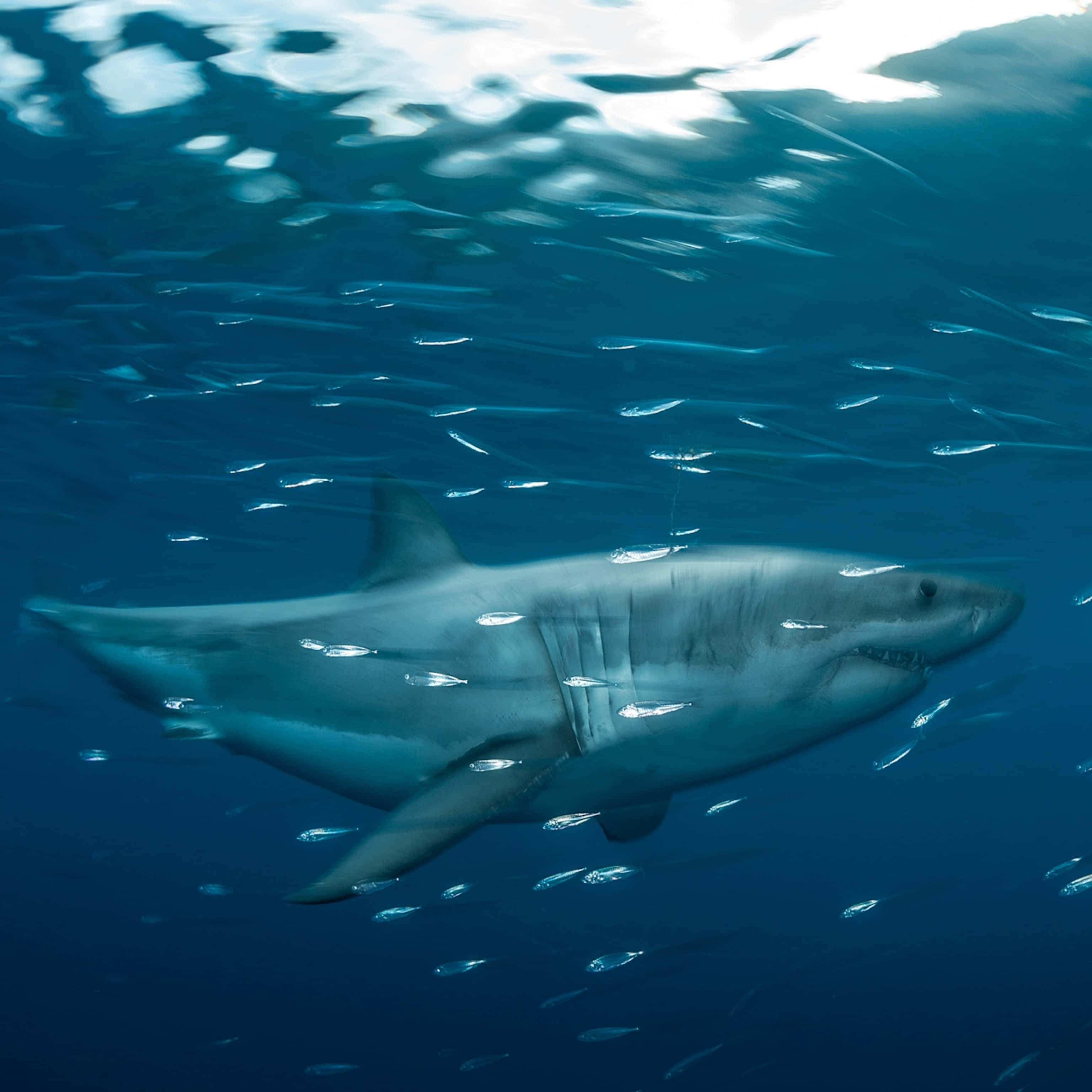Great White Shark 桌布 壁紙 — 一條大白鯊在深藍色海水中滑行，被一群小銀魚包圍，靠近陽光照射的水面。