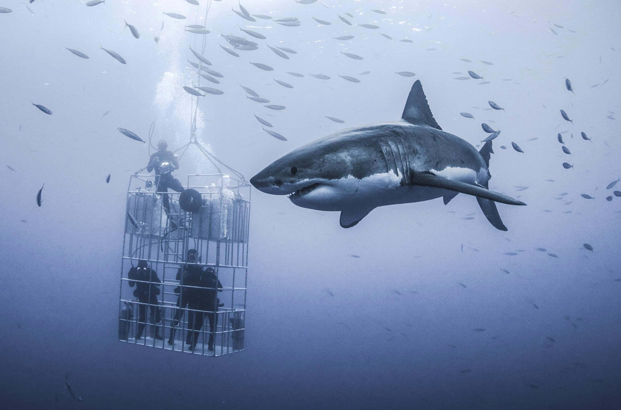 Scary Underwater 桌布 壁紙 — 一條大白鯊在深藍色海洋水域中，平靜地游近一個載有潛水員的沉沒鯊魚籠。