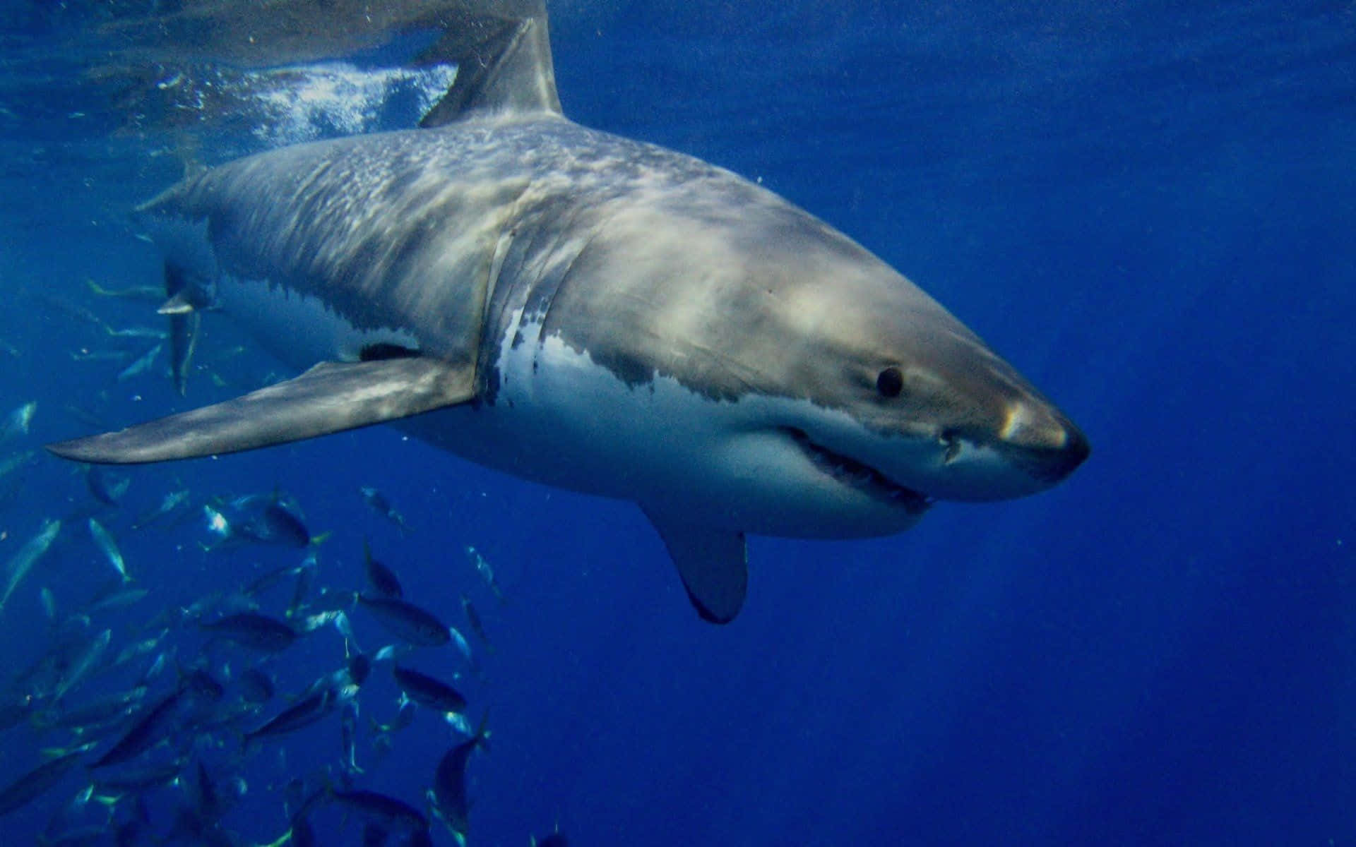 Scary Shark 桌布 壁紙 — 一條大白鯊在深藍色的海水中滑行，附近有一群小魚游過。